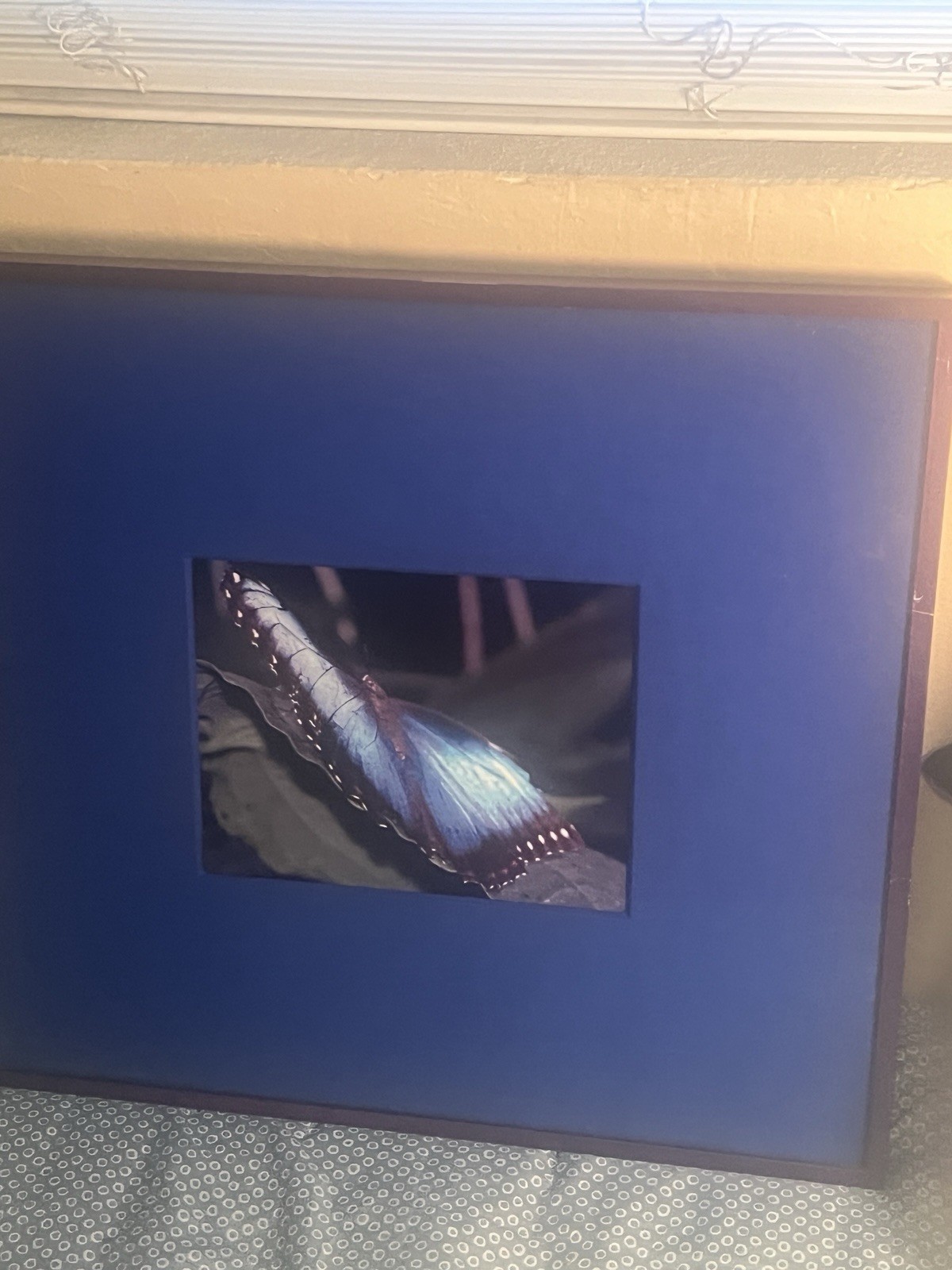 Rare Chelsea Framed Matted Color Butterfly Wing Photo, Nature Landscape art