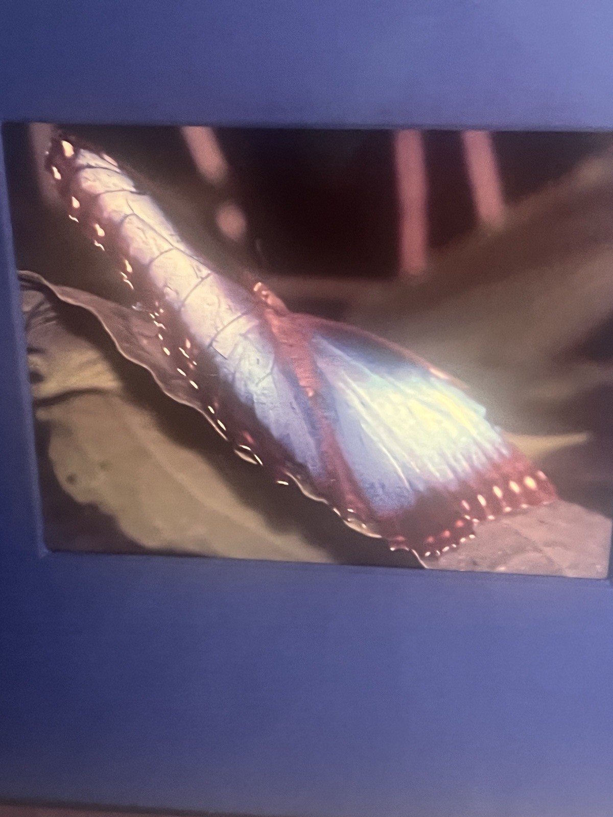 Rare Chelsea Framed Matted Color Butterfly Wing Photo, Nature Landscape art