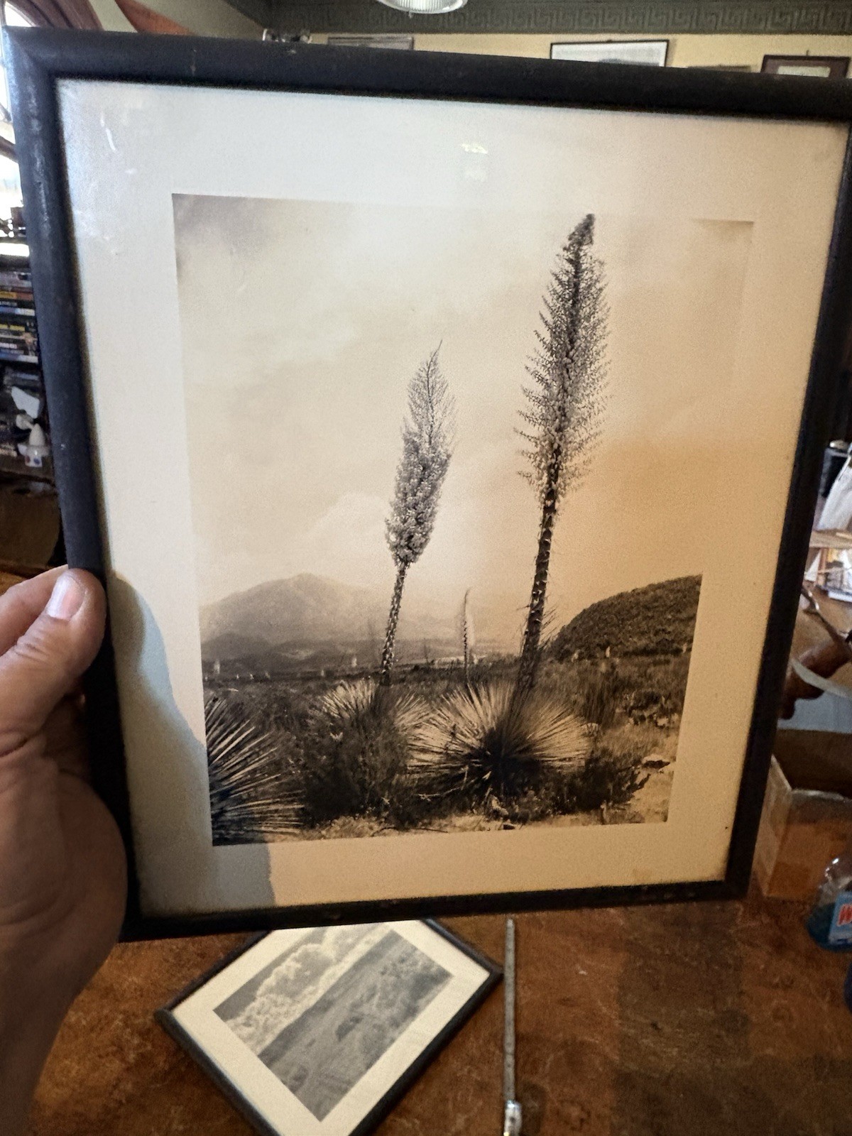 Mid Century Modern Southwestern Art Photographs Desert Cactus Mountains Sky