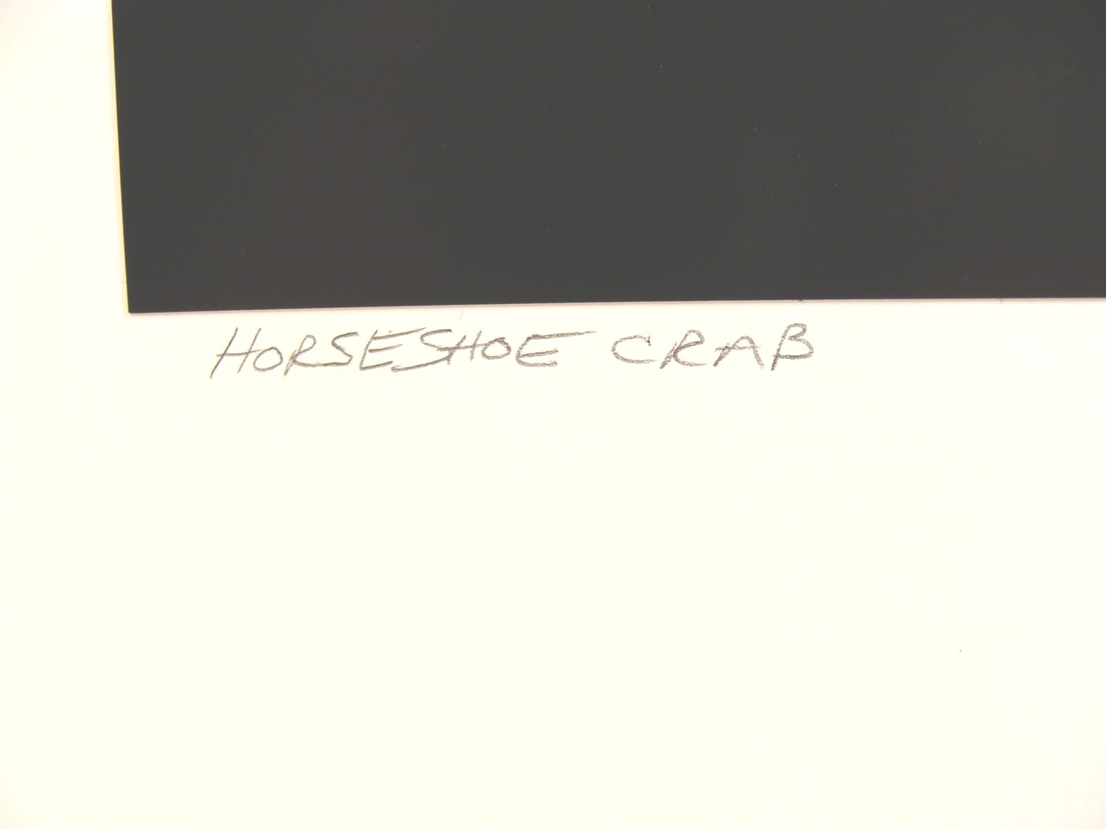 Original 2016 Charles Fendrock Horseshoe Crab Photograph