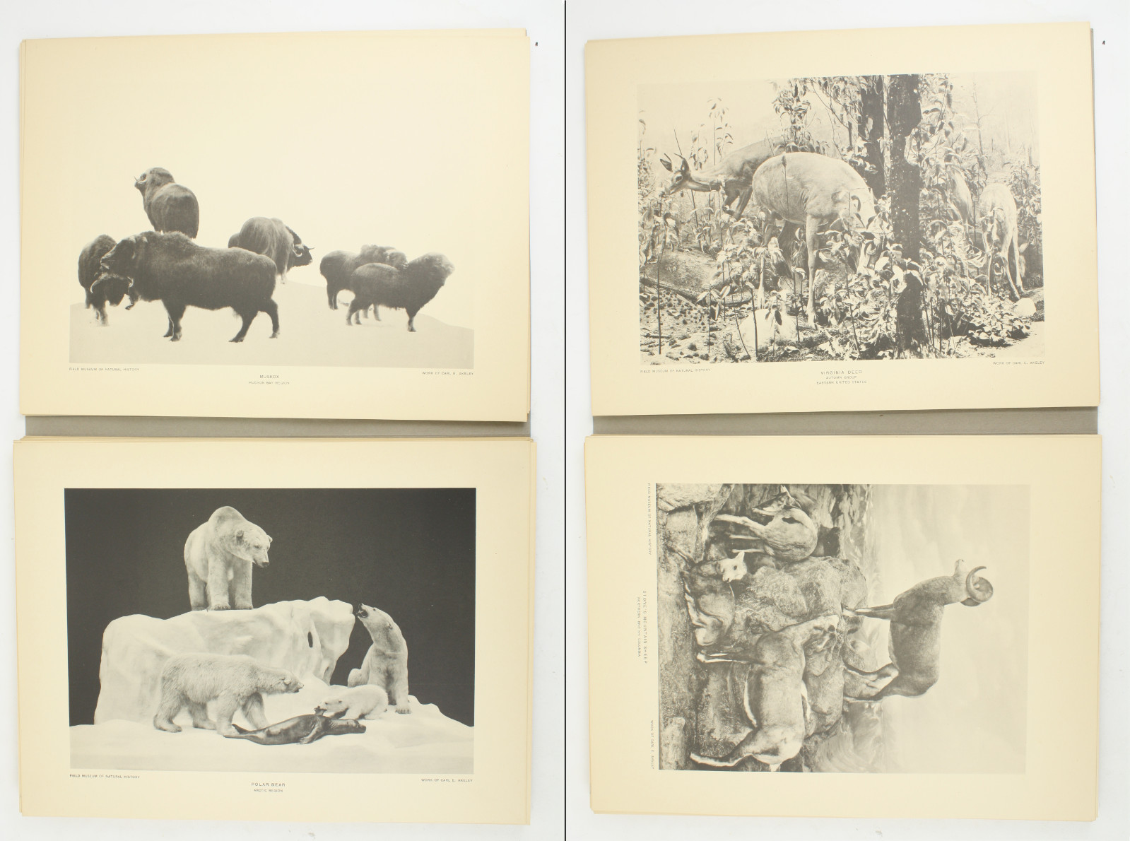 1927 Carl Akeley Photo Set Field Museum Natural History IL Taxidermy & Sculpture