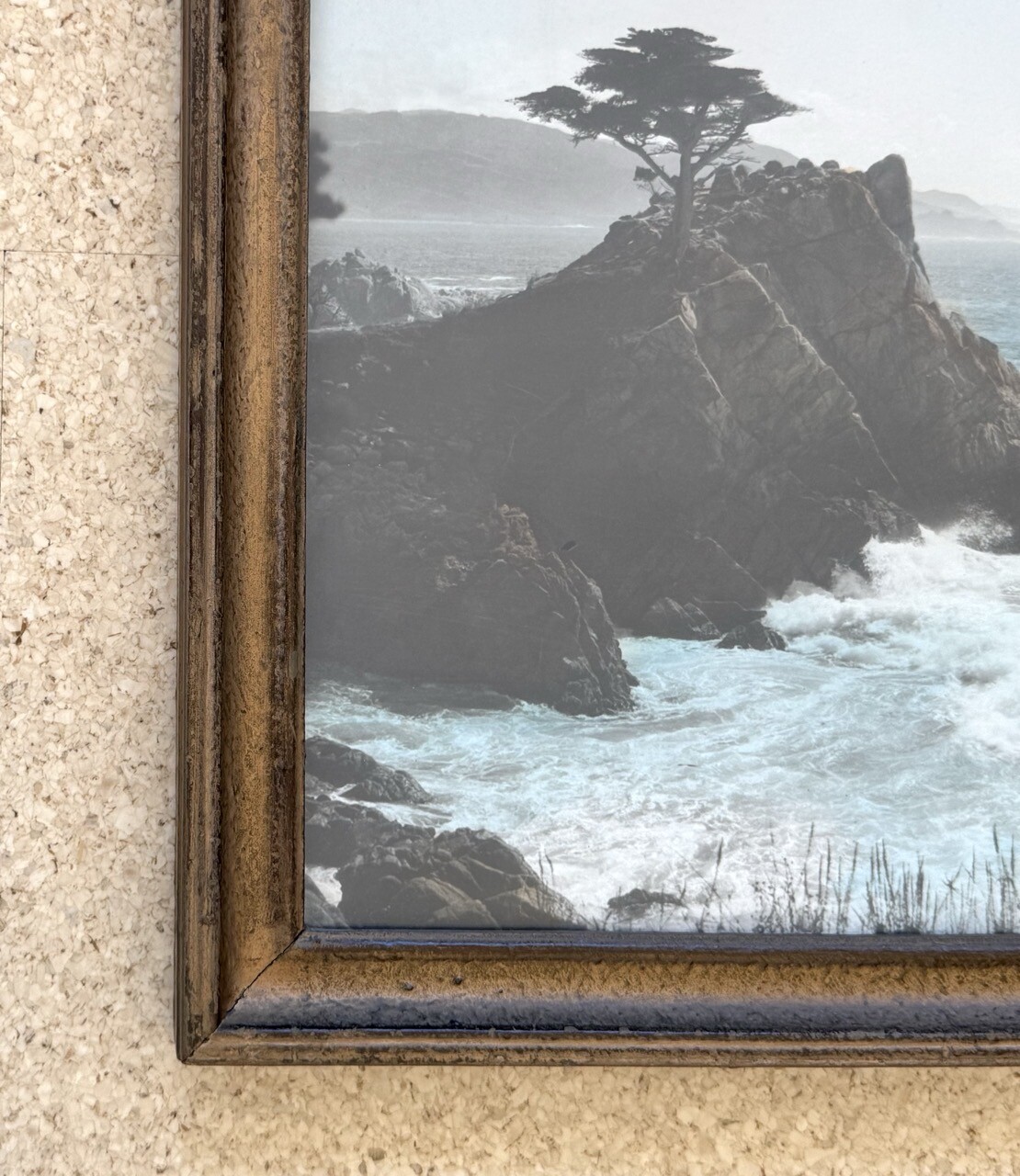 Lg Vtg Hand Tinted Oil Colored Photo Coastal Cypress Trees 12.75”x15.75” VG