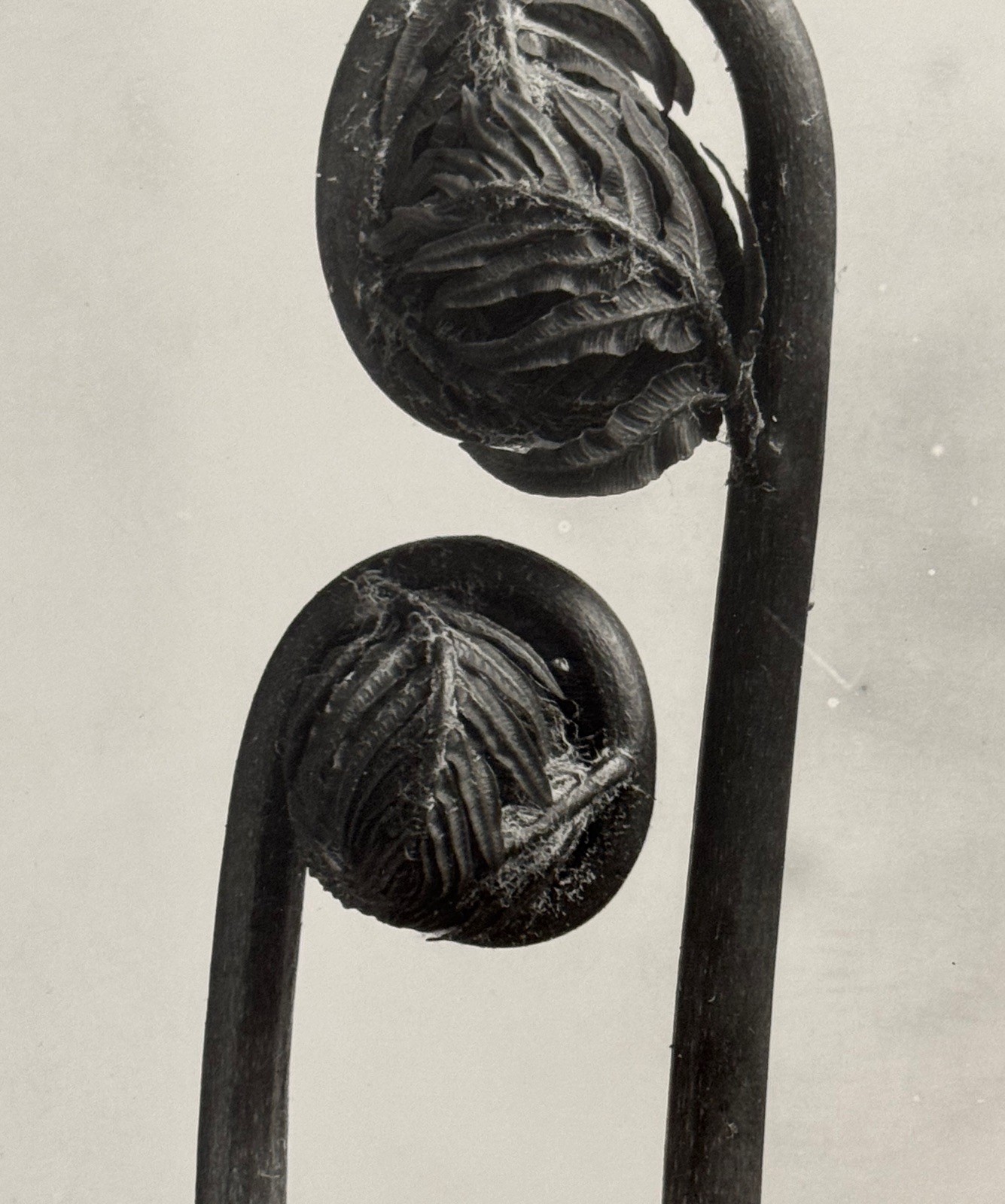 Karl Blossfeldt, King Fern, photograph from the estate, stylus art 2016