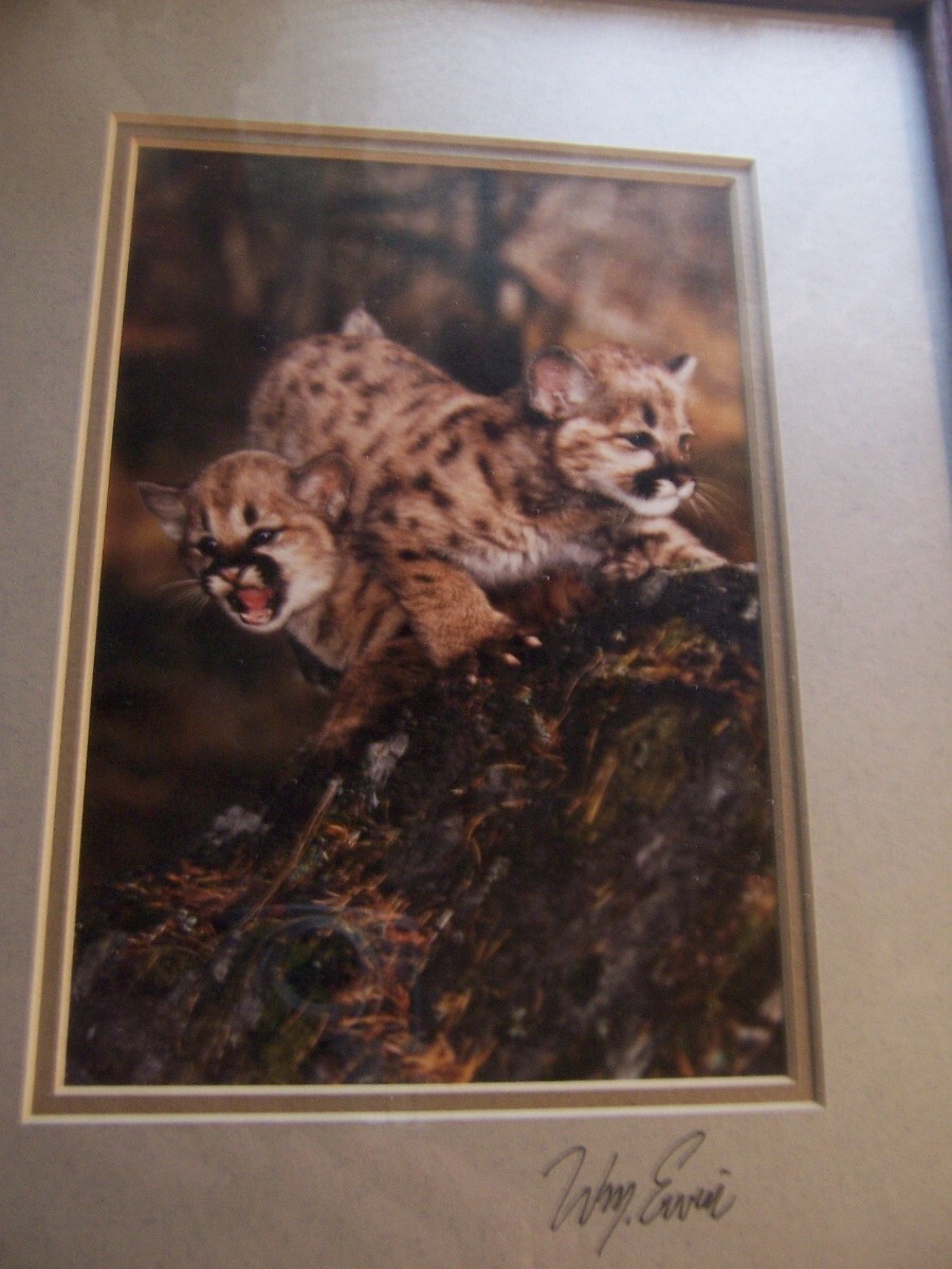 Natural Imagery Photograph by William Ervin signed Cougar kittens Montana