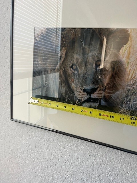 Africa Lion Wall Art Rare Photograph of Lion Africa Art Framed Signed and Dated