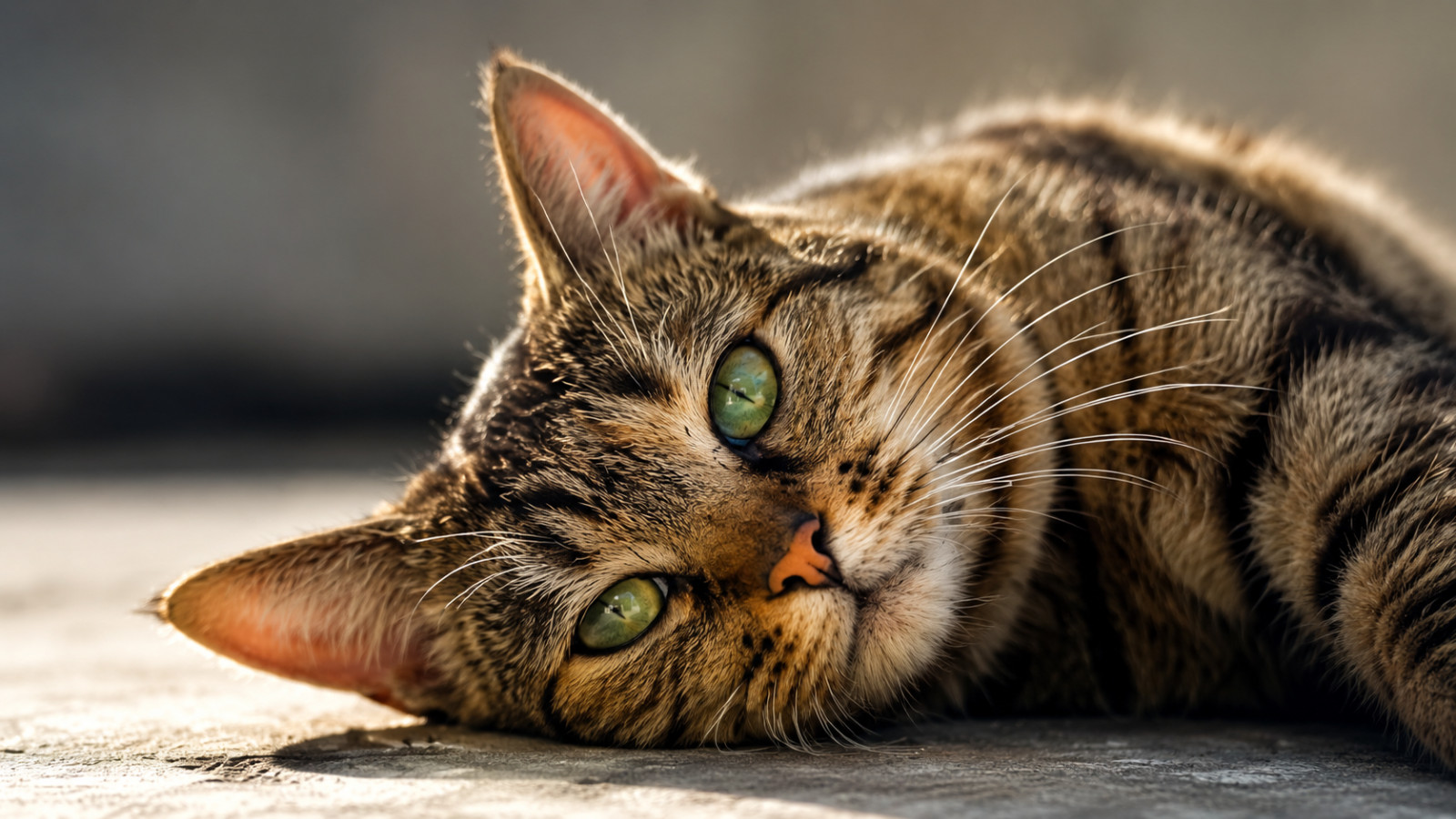 Digital Image Picture Photo Wallpaper Background Desktop AI Cat Art Product