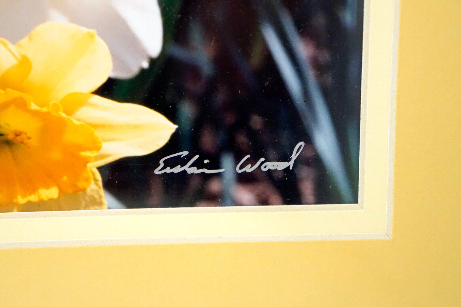 Large Format Photograph Signed Erskine Wood DAFFODILS Double Matted