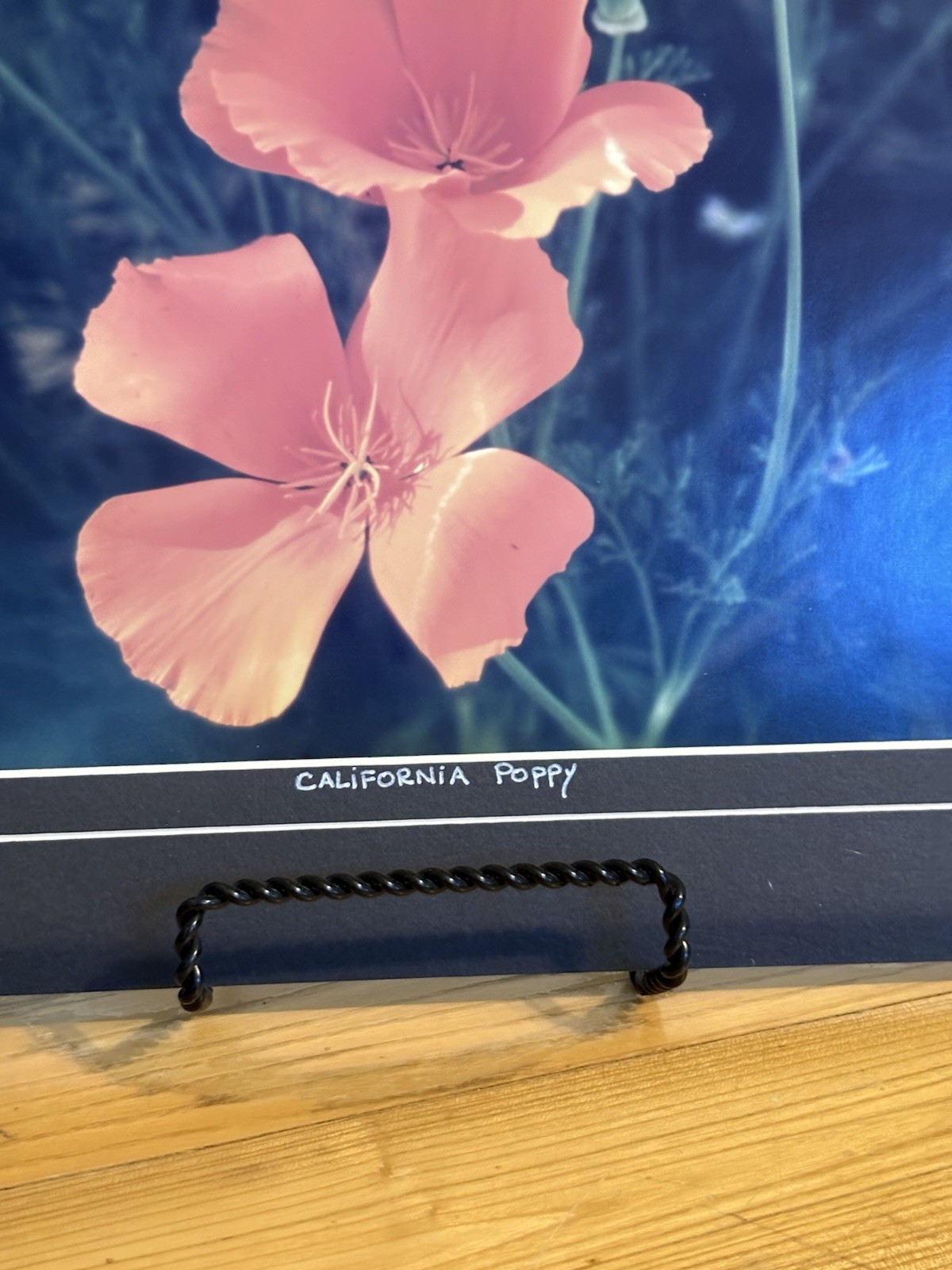 Michael Sirois Signed “California Poppy” Color Landscape Floral Photo, Matted