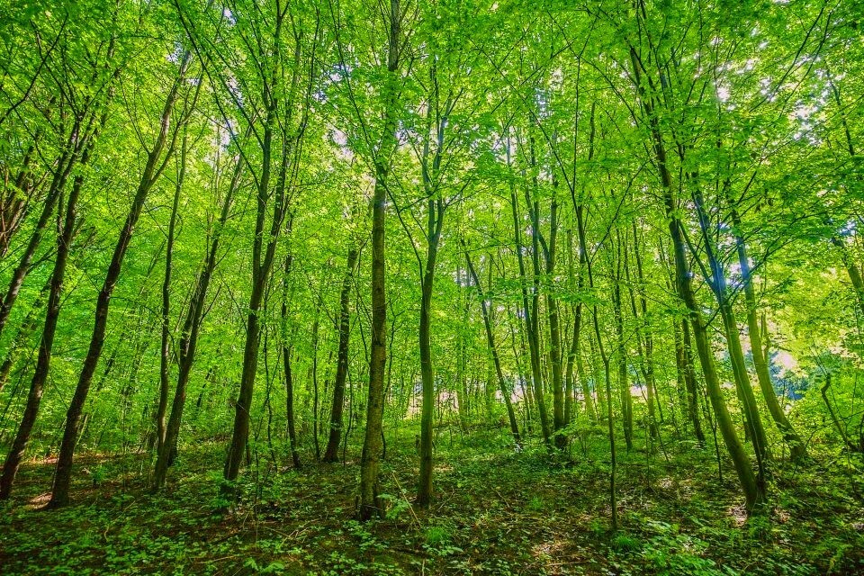 Photo Digital Art Product Wallpaper Background Image young forest nature beauty