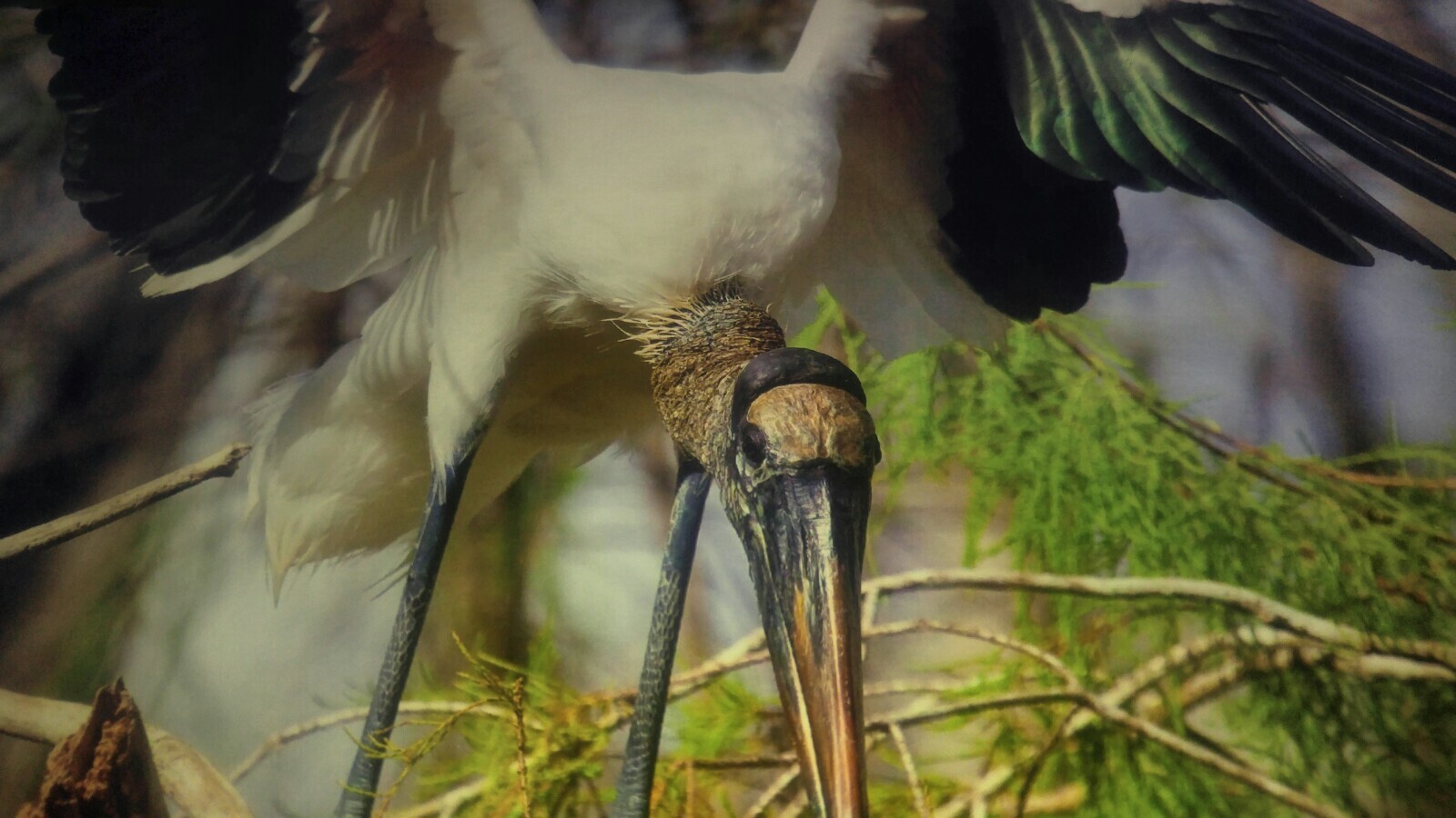 19×13 Digital Art Photograph Wood Stork Bird Wildlife Bay Ocean Nesting