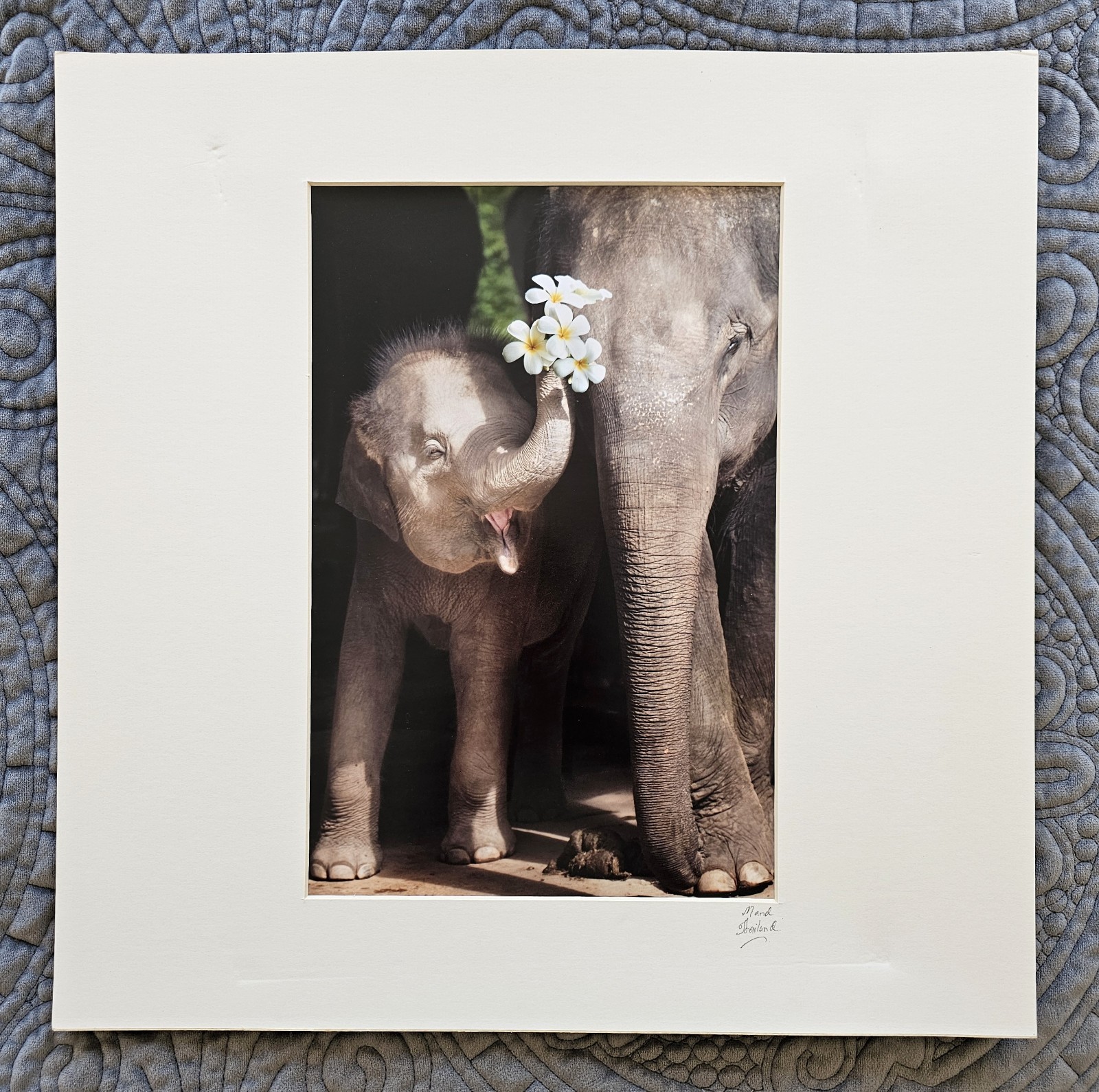 Heartwarming Photograph Baby Elephant Holding Plumeria Flowers, Thailand, 16×16″