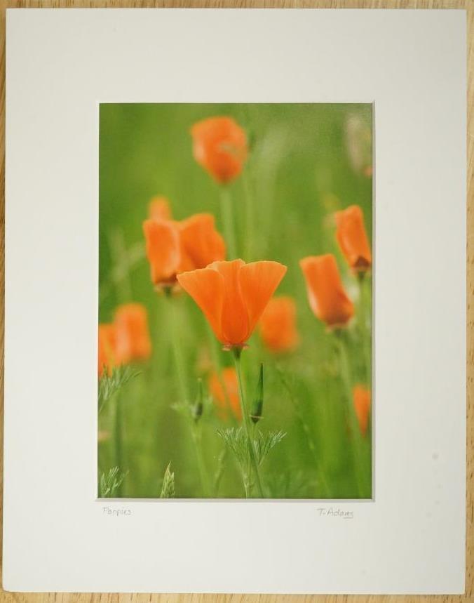 Tom Adams Photography Red Poppies Field Flowers Oregon Matted Photo Art 8×10
