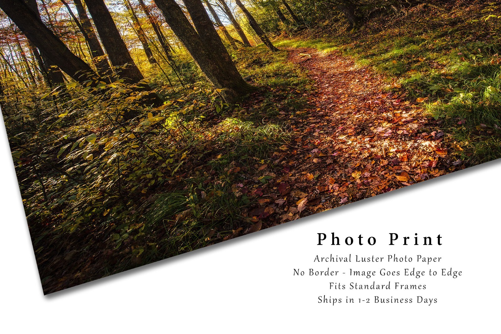 Great Smoky Mountains Photography Print – Hiking Trail in Forest in Tennessee