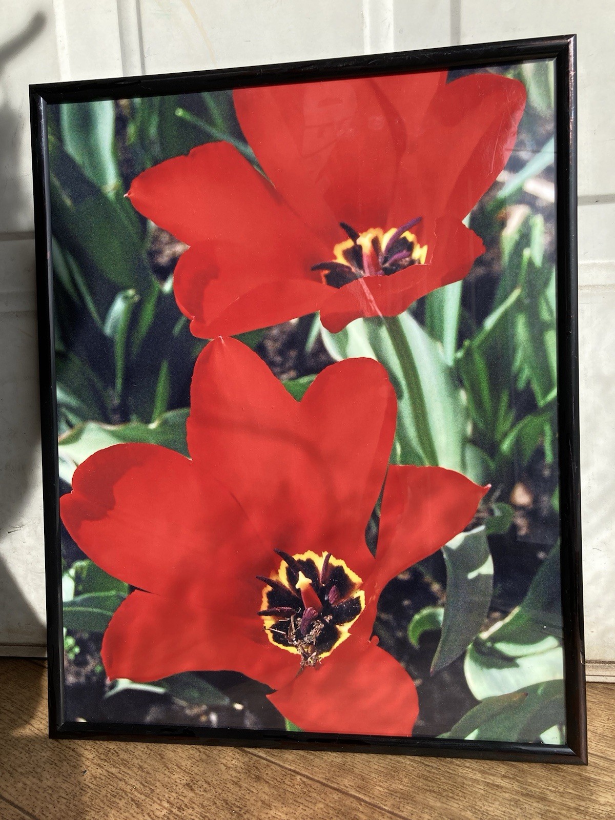 Tulip Flower Wall Art “Paint It Red” 11 x 14 Print Framed & Signed Limited Ed.
