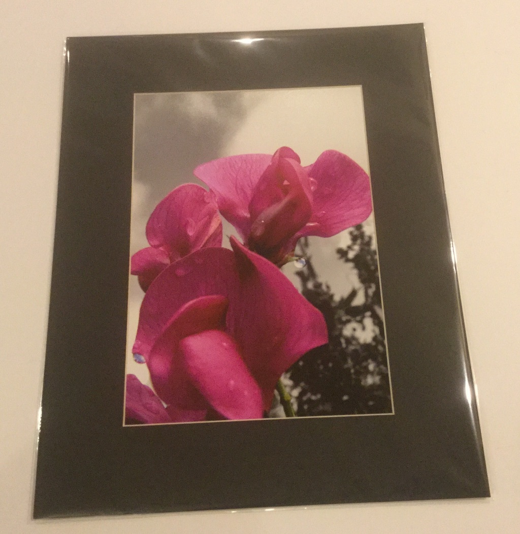 NEW Nature PHOTOGRAPH, 11x14in, Flowers, Multi-Color, Beautiful, Nature Lover