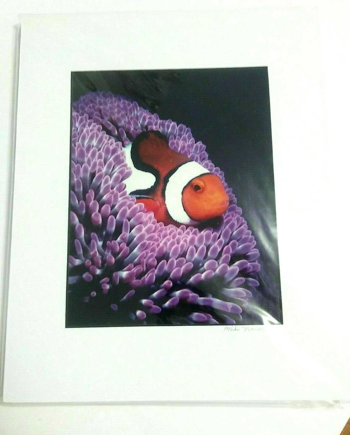 Clownfish Photographs By Mike Bacon, 5×7 In 8×10 Mat Pair