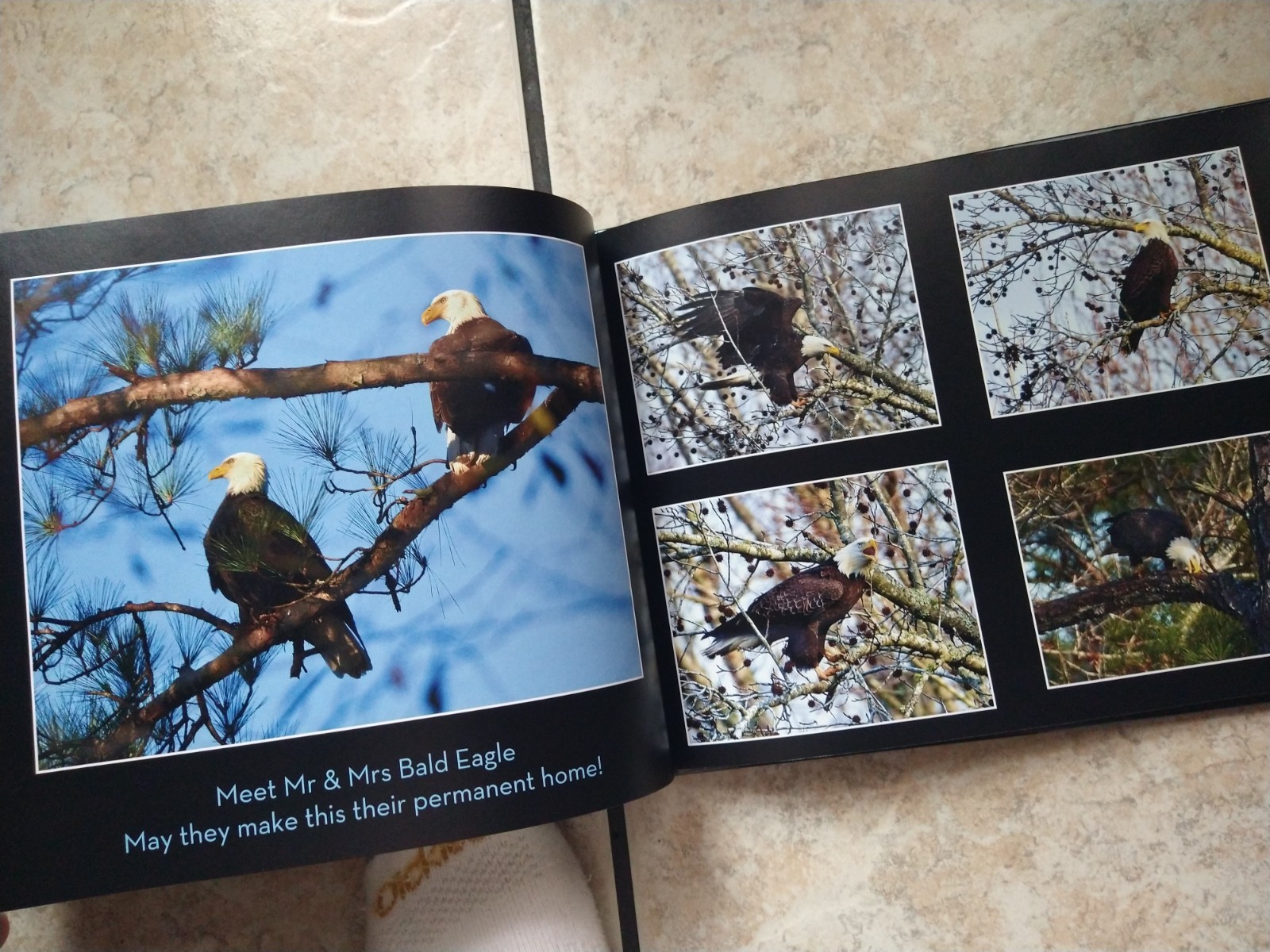🦅 “The Majestic Eagles of Peachtree City” – Stunning Bald Eagle Photography 🦅