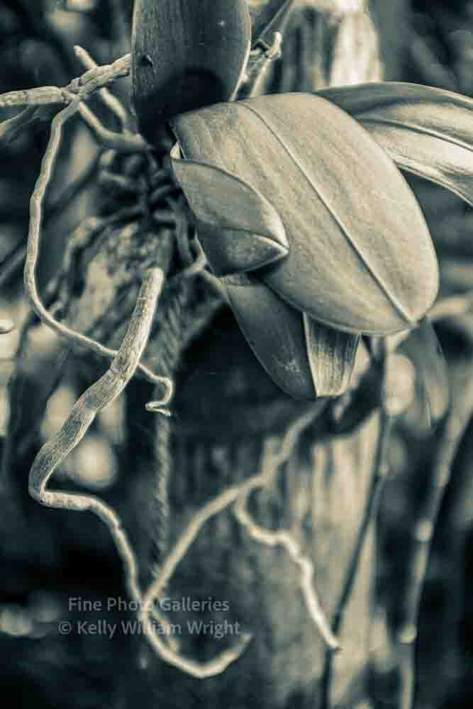 KELLY WILLIAM WRIGHT Botanical Orchid Flower Zen Garden Original Photo Art 13×19
