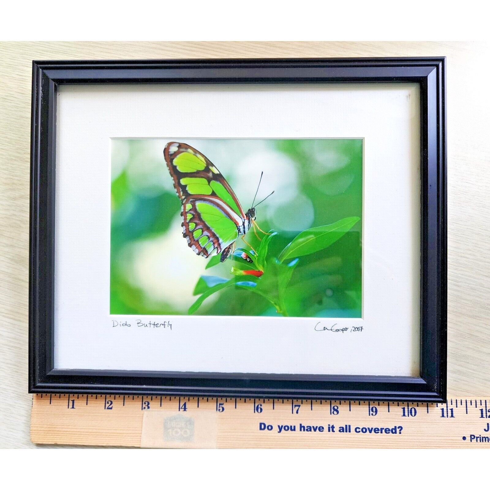 Signed Lance Cooper Dido Butterfly Framed Photo Print 2007 Nature Photography