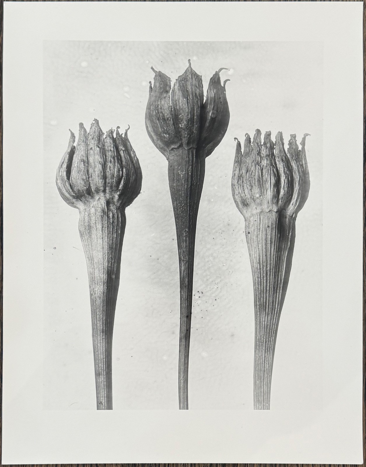 Karl Blossfeldt, lamb salad, photograph from estate, stylus art 2016