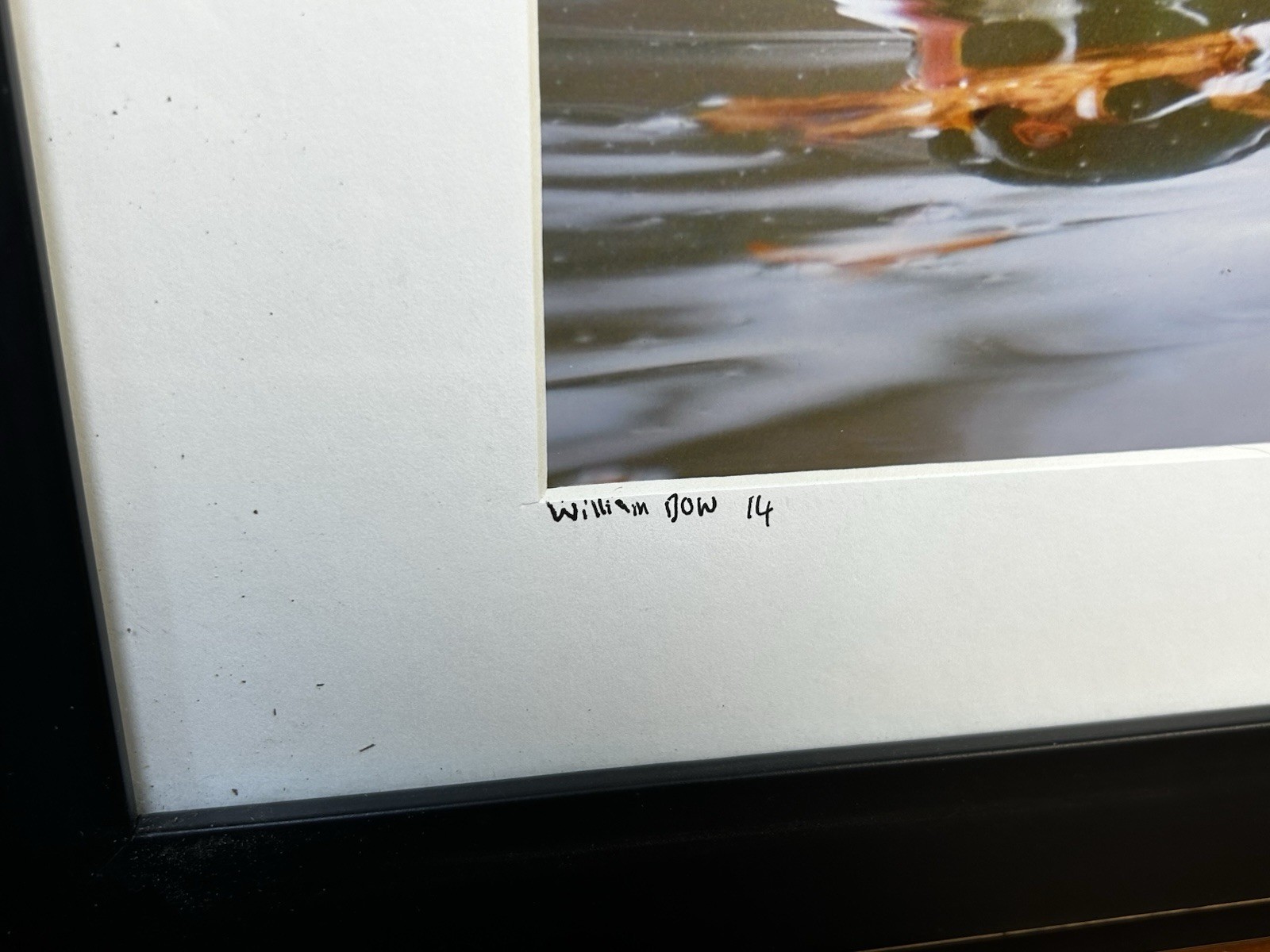 Male Wood Duck Signed Photograph William Dow 2014 Matted And Framed 17”x14”