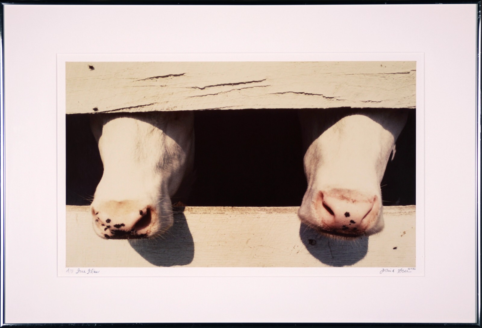 David SOSE “4 Flies”, Cows, Fine Art Photography Signed Numbered Framed — AP