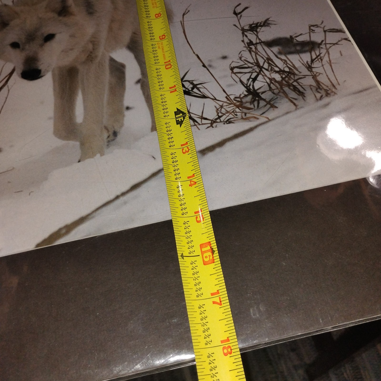 White Wolf Photograph Art Print-Winter Scene. Image 11.75×17 with 18×24 Mat