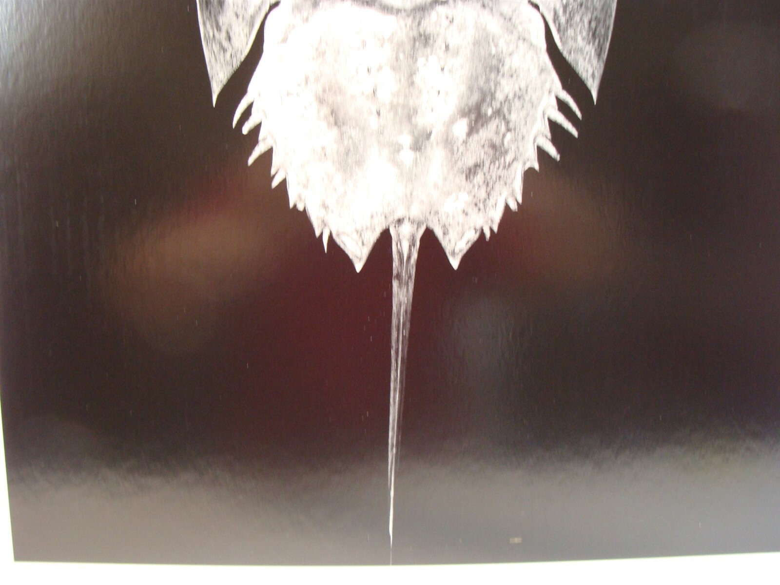 Original 2016 Charles Fendrock Horseshoe Crab Photograph