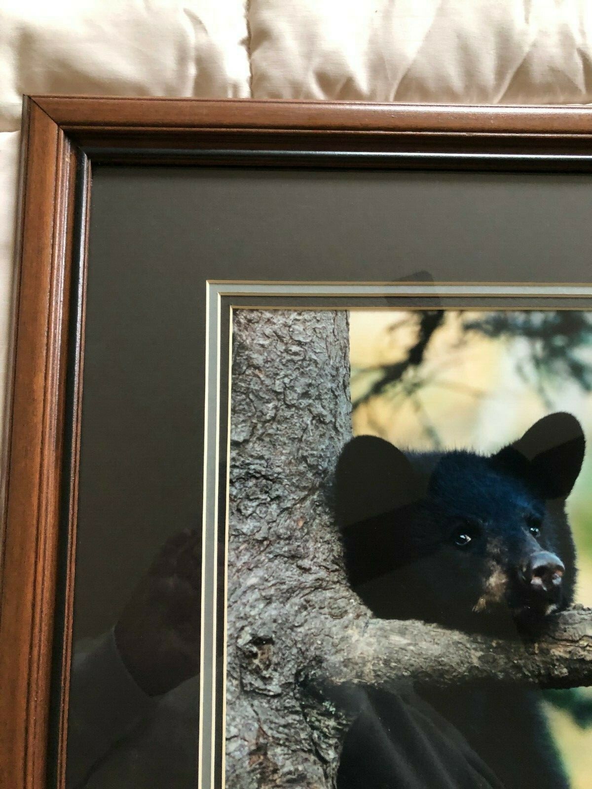 “BLACK BEAR CUB CHIN UP” OPEN EDITION FRAMED PHOTOGRAPH BY CHET DOWELL