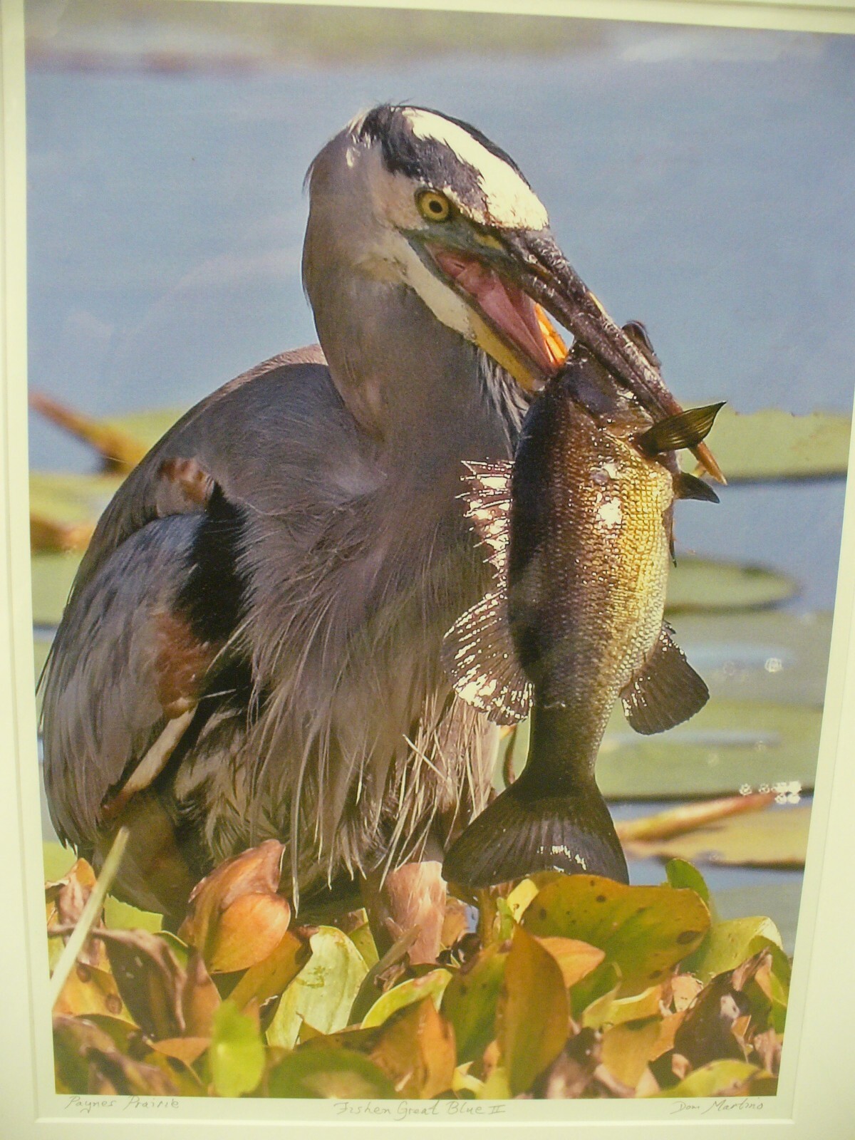 MATTED PHOTOGRAPHY Fishen Great Blue 2 in Paynes Prairie By Dom Martino 16x20in