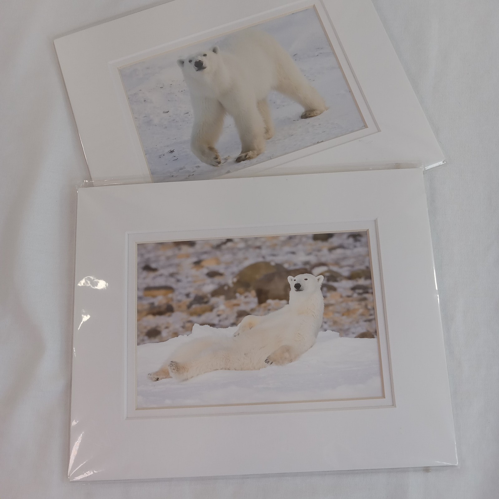 Polar Bear Photography Prints Set of 2 Matted Wildlife Art Photos Mike Johnson