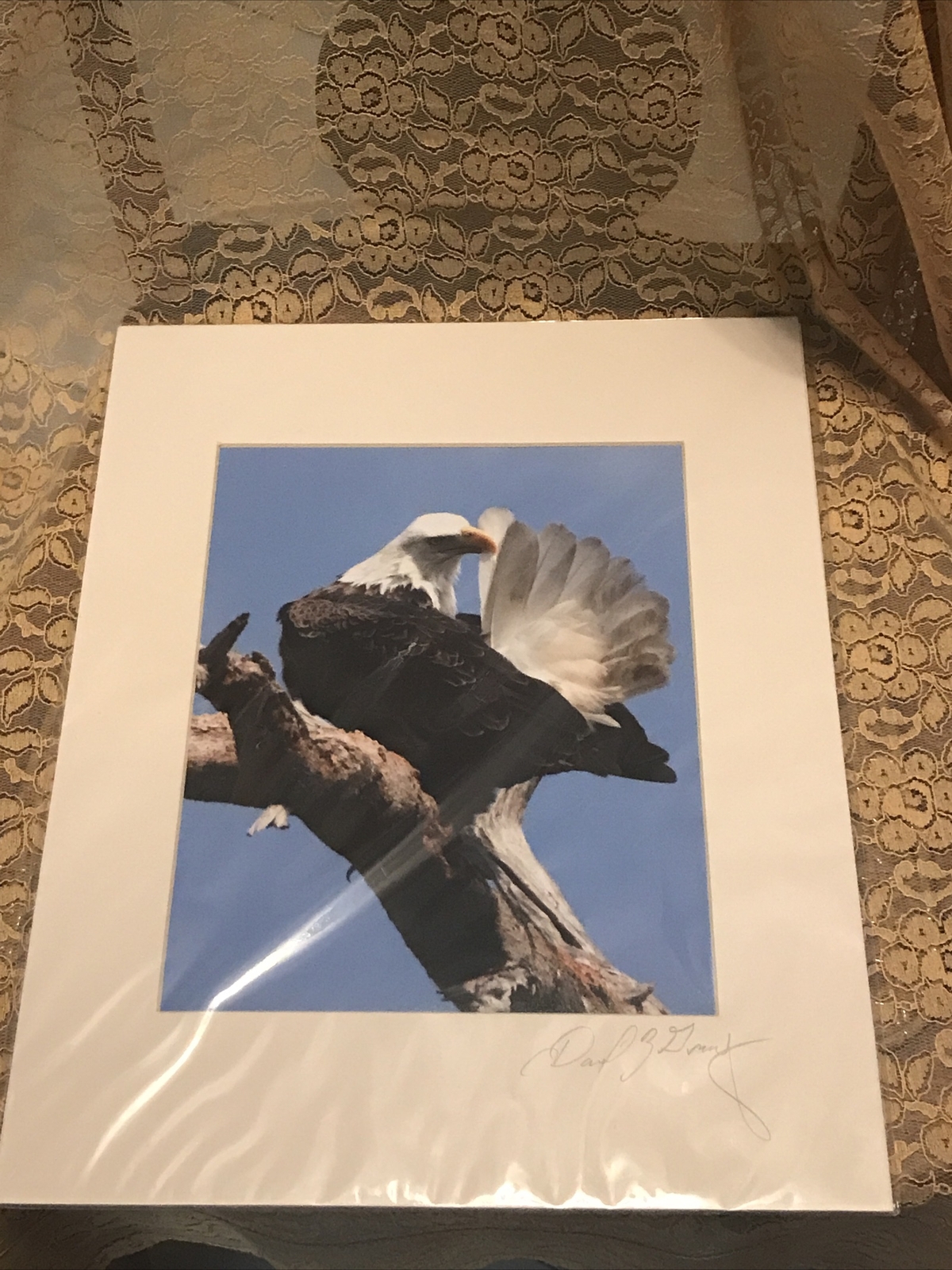 American Bald Eagle Preening – Matted for 11″ x 14″ Signed David Z Guy