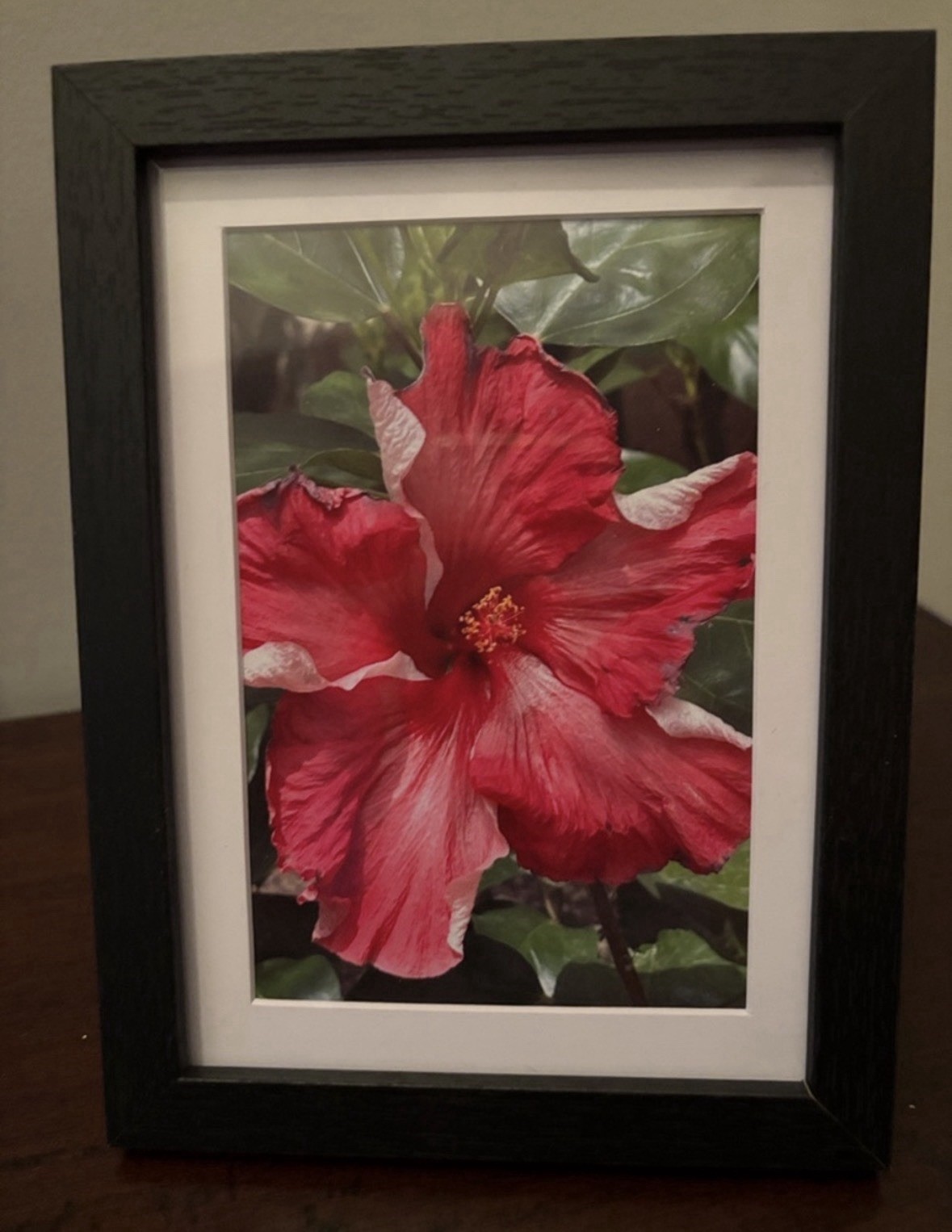 Vibrant Pink Hibiscus Flower Print in Black Wood Frame