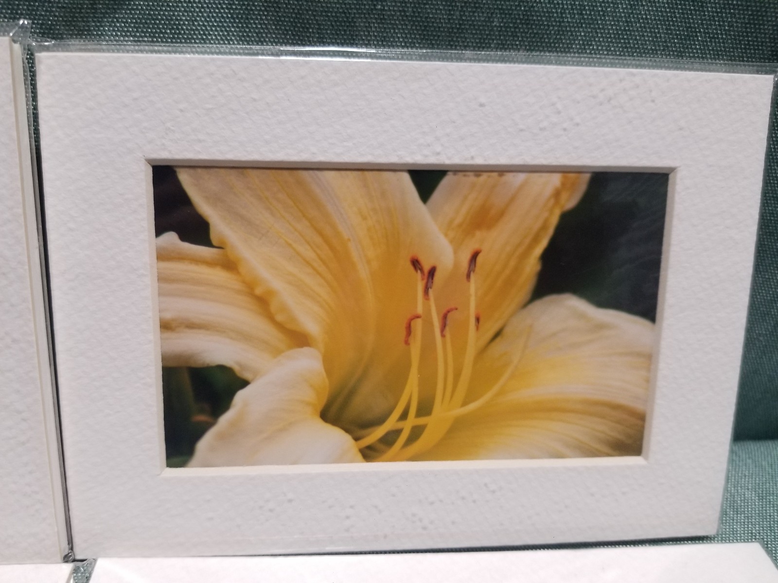 New Lot of 4 Matted 5×7 Photo Fine Art Print spring flower Tulip White Red