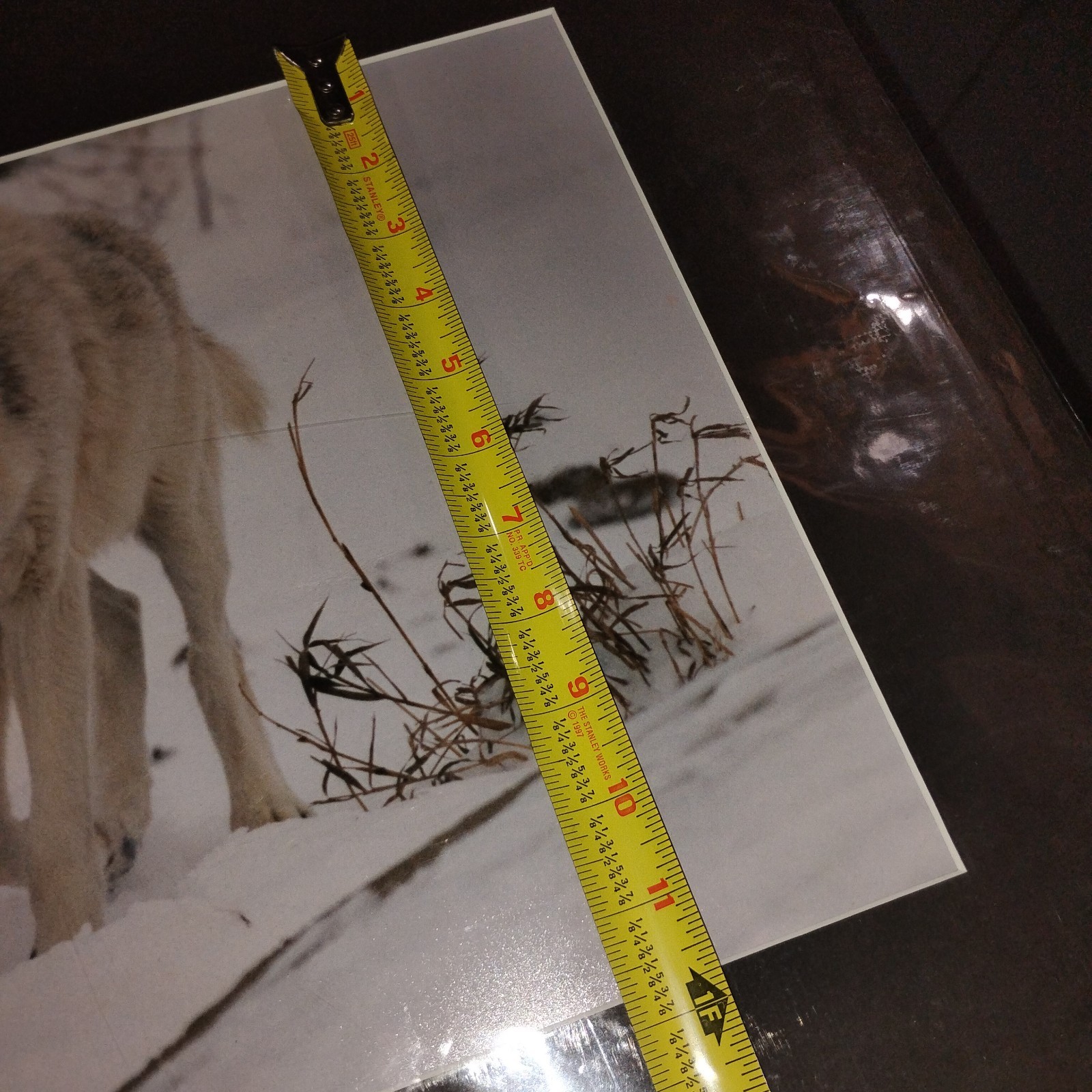 White Wolf Photograph Art Print-Winter Scene. Image 11.75×17 with 18×24 Mat