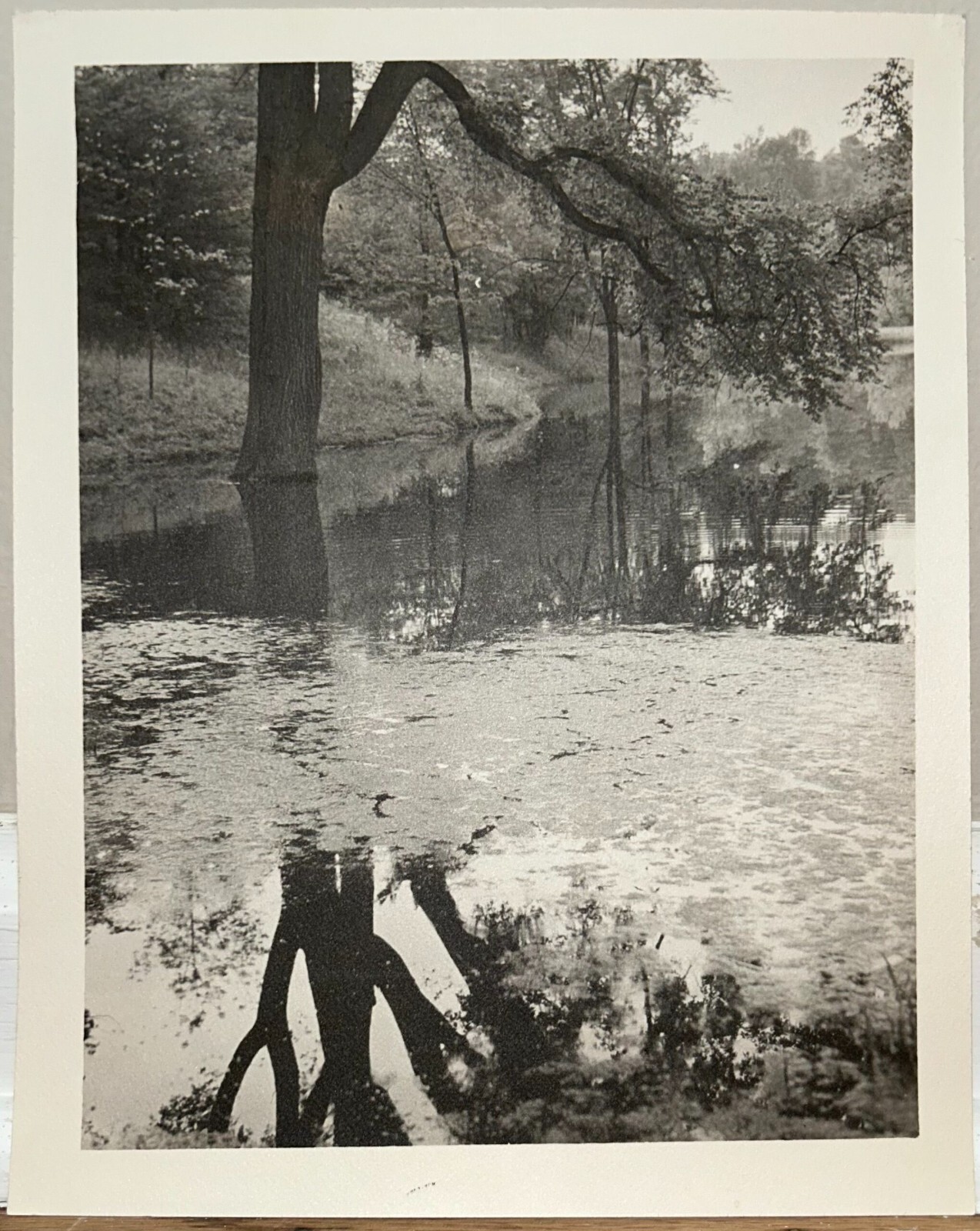 Arthur Gray Standard Oil Photographer Cleveland Ohio Americana Tree Forrest Look