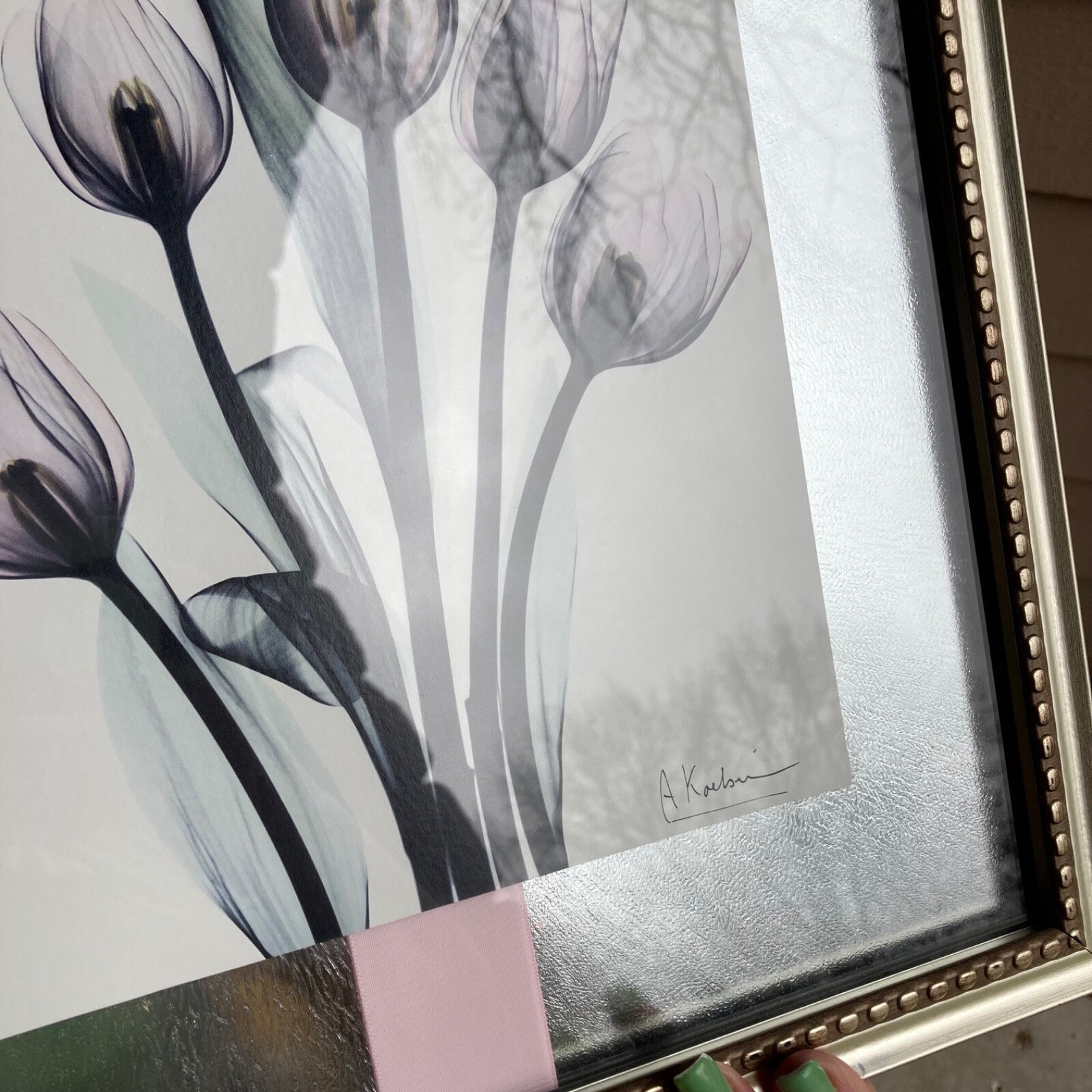 Tulips By Albert Koetsier Artist Signed Radiographic Xray Radio Photography Art