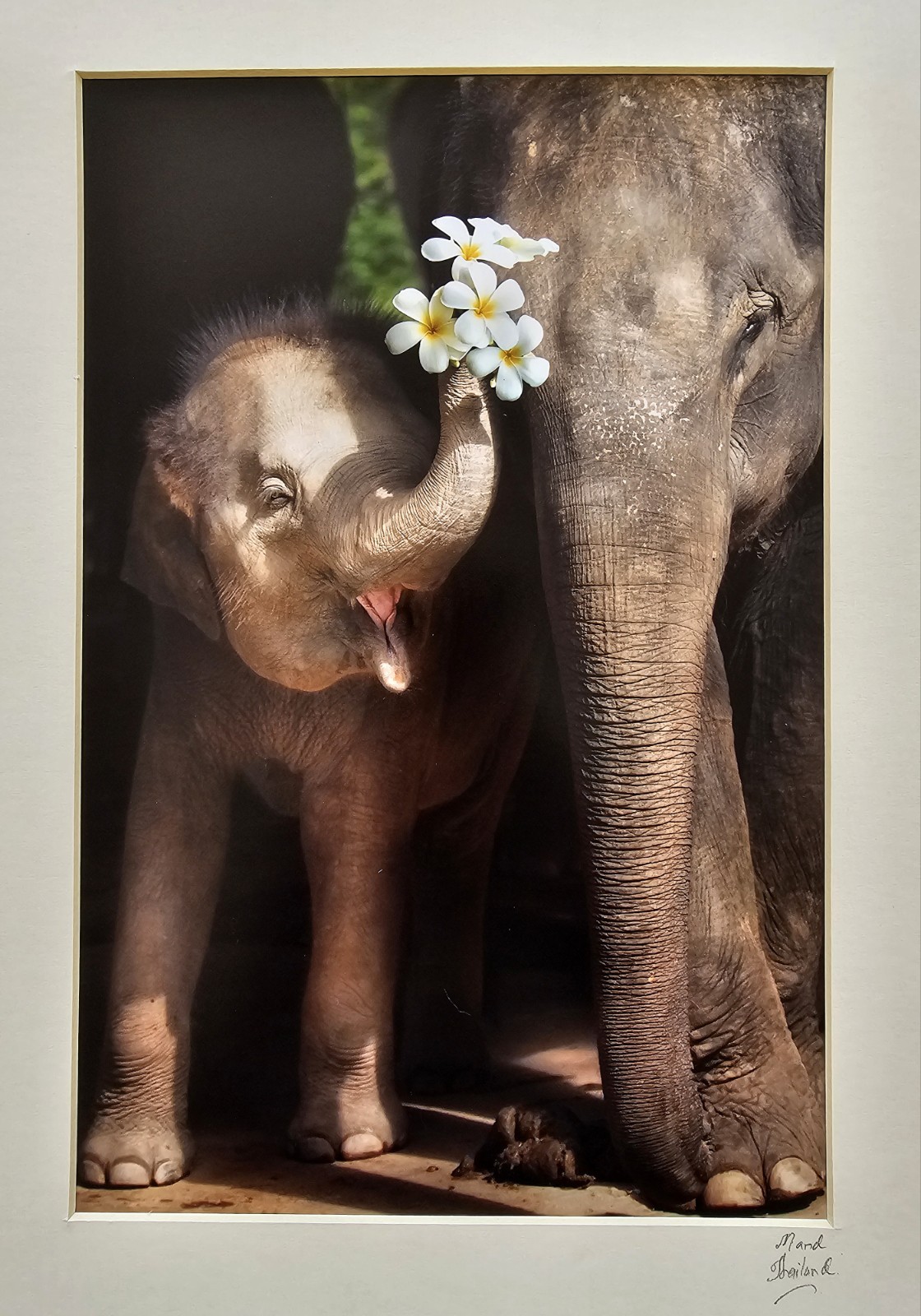 Heartwarming Photograph Baby Elephant Holding Plumeria Flowers, Thailand, 16×16″