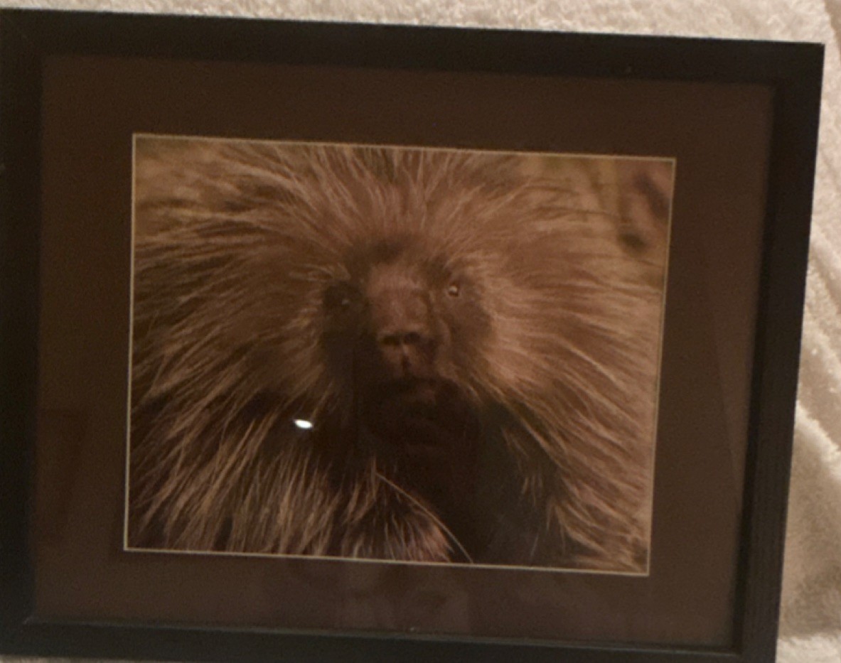 Framed Wildlife Porcupine Color Photograph Landscape Animal Head Art