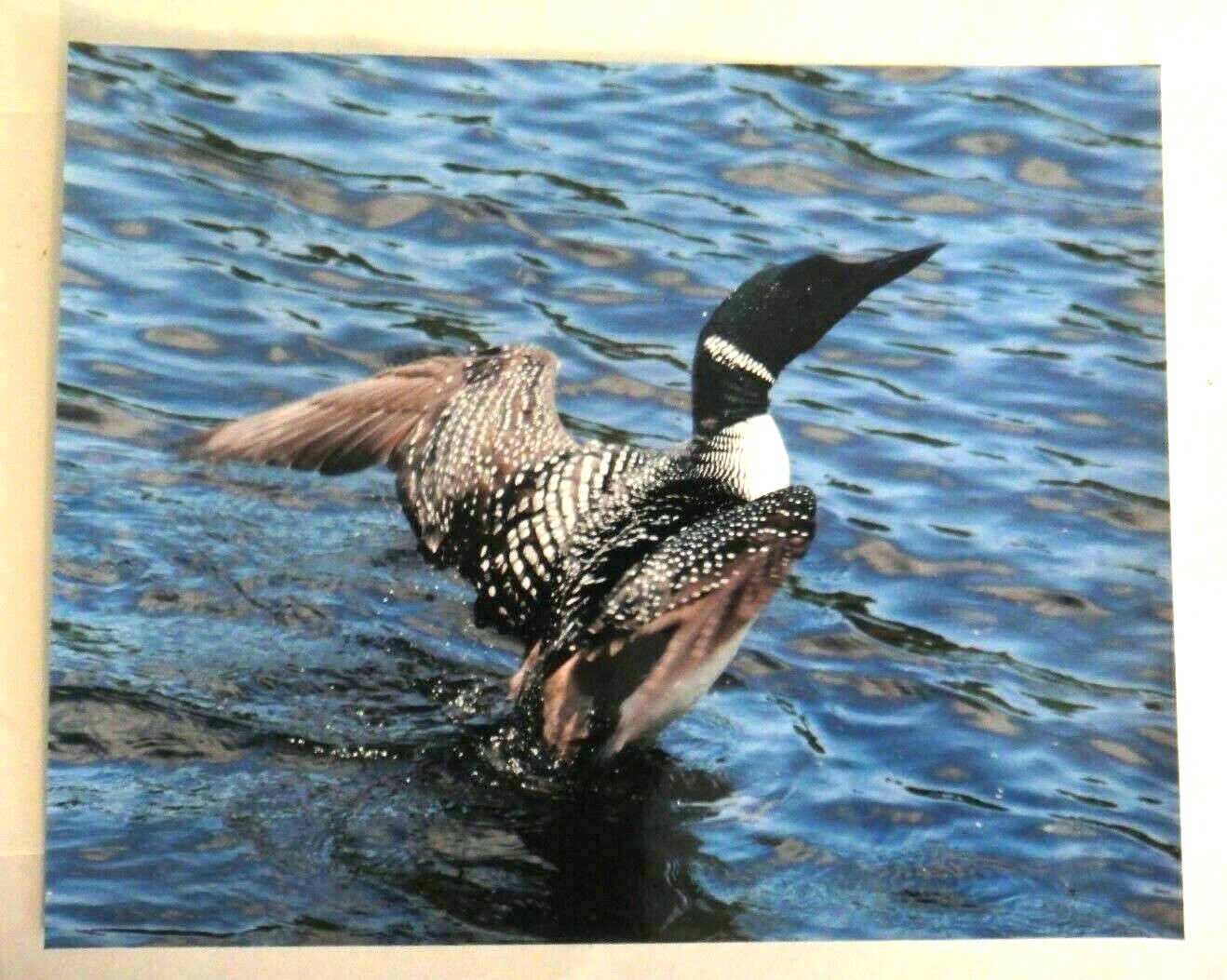 Beautiful Photo of a Loon Taking flight 8×10 photo, Wildlife Photography