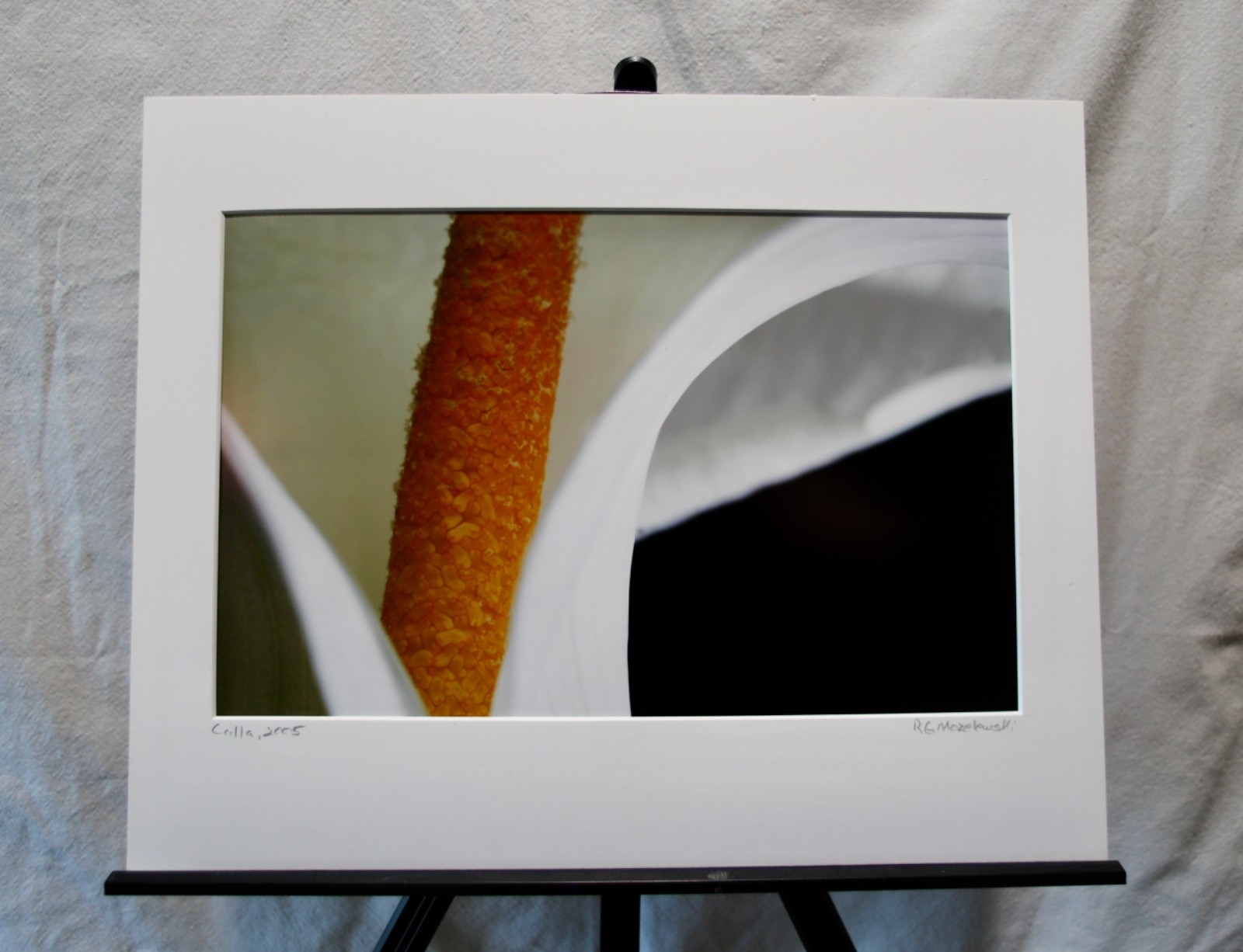 Original Photography Art Print “Calla”