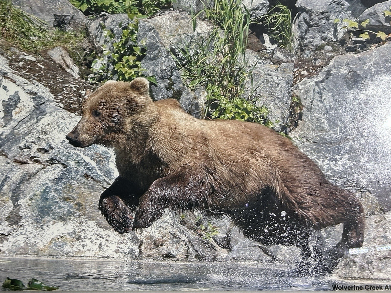 Framed Bear Wildlife Photograph Wolverine Creek Alaska Landscape Color 20x16in