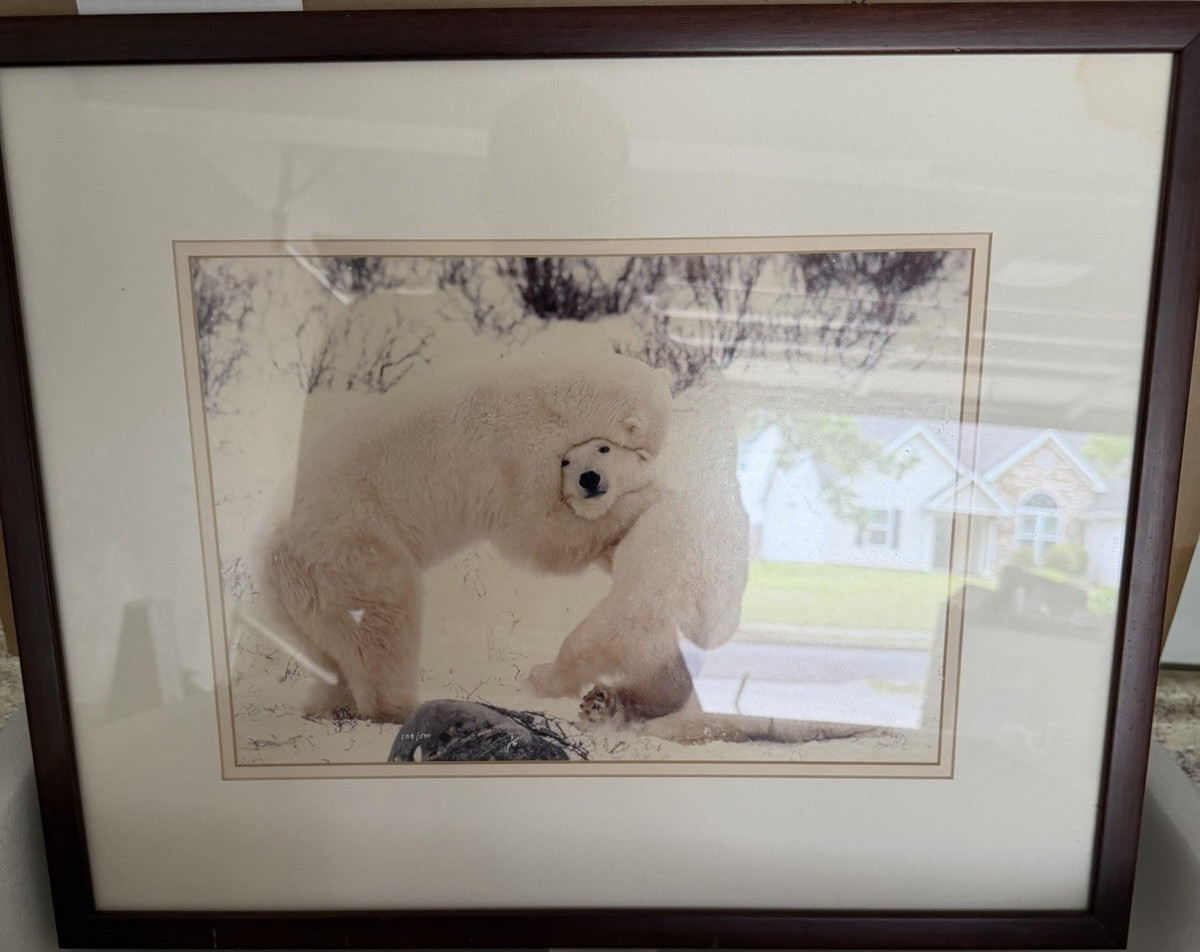 Framed Polar Bear Wildlife Color Landscape Photograph Animals Nature Art Print
