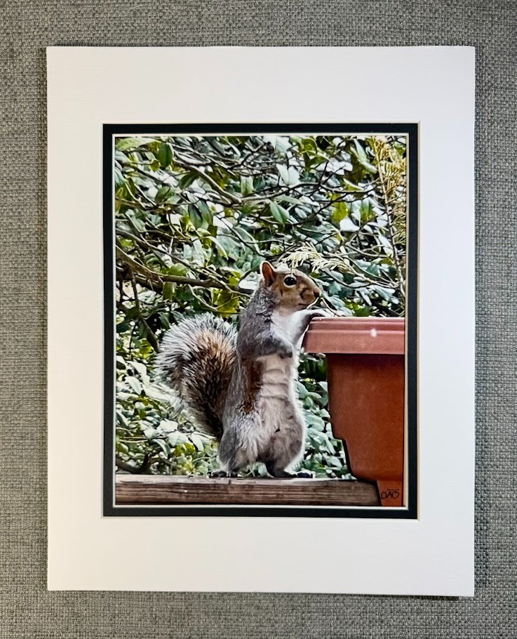 6 Pack Squirrel Digital Watercolor Original Photograph 8 X 10 Mat 11 X 14 Signed