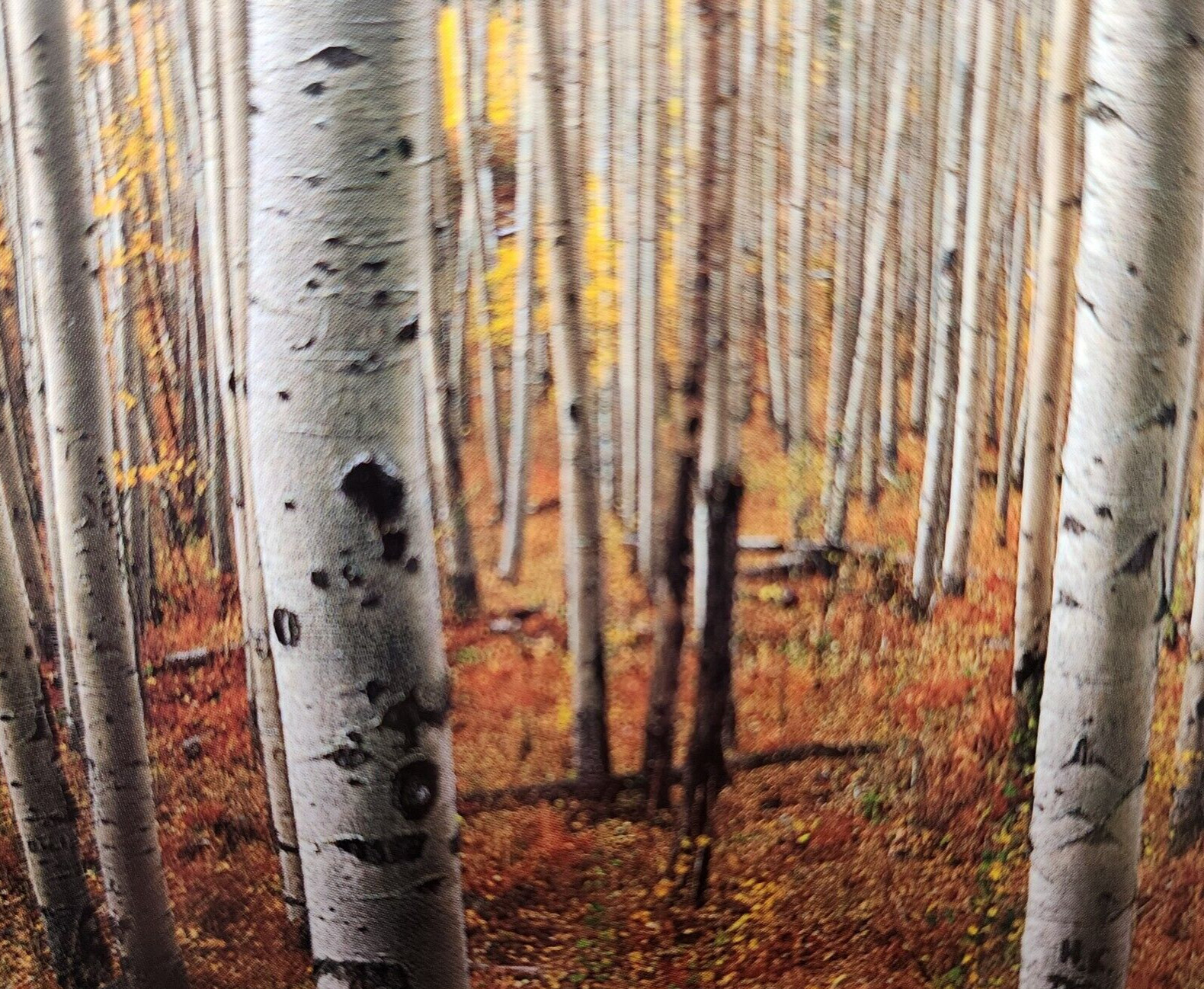 Gary Crandall Photography Aspen Army Print Fall Colors Trees Matted No Frame