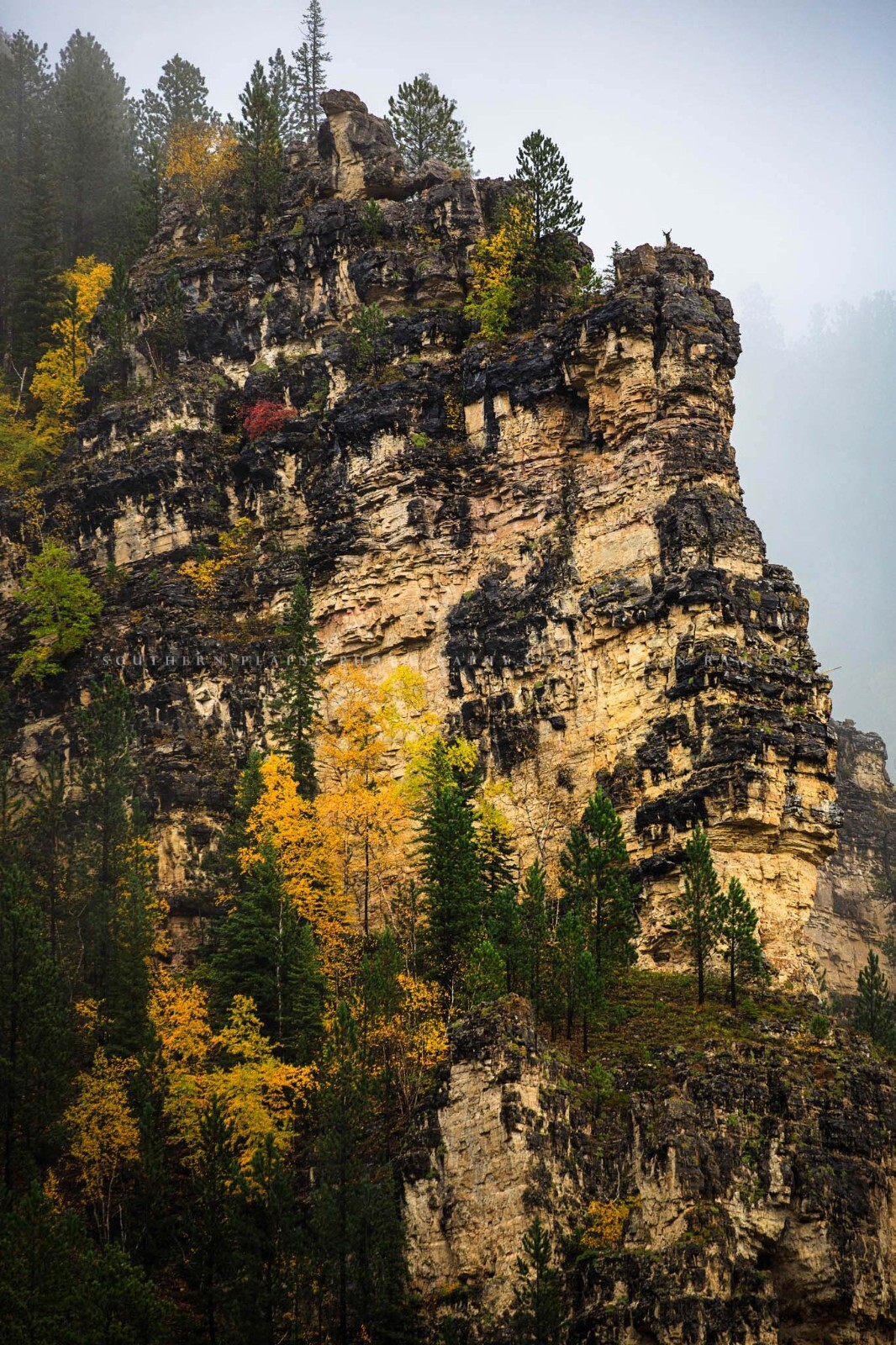 Spearfish Canyon Photography Print: South Dakota Black Hills Landscape Photo