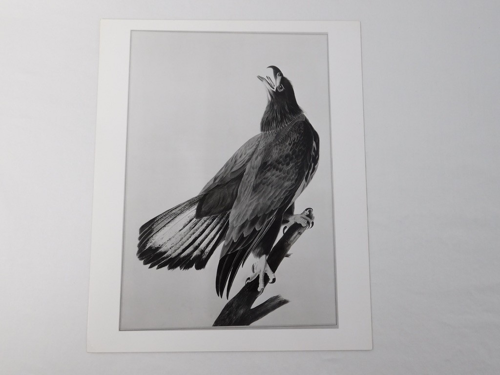 1966 John Audubon Birds America Set 7 Photographs for NY Historical Society Book