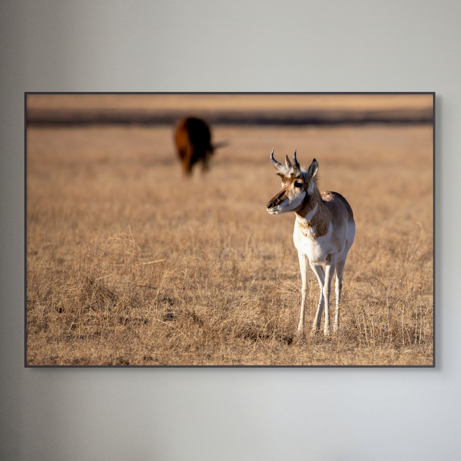 13×19 Fine Art Photography Print – Colorado Pronghorn – Archival Photo Paper