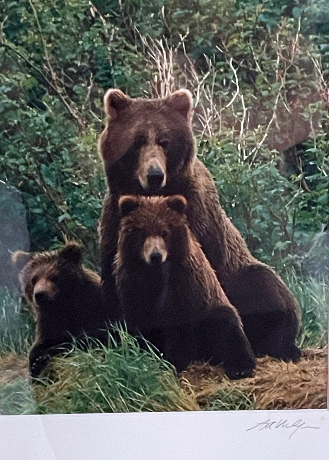 Art Wolfe Signed Wildlife Photograph Print/Framed 8×10 Bears