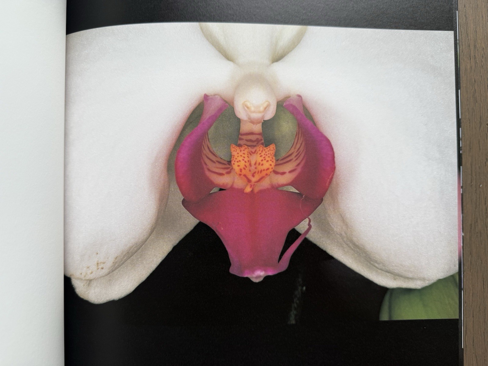 🎈SIGNED w Drawing! Nobuyoshi Araki – HANA-JINSEI, 2002 Japan Limited Ed, Unique